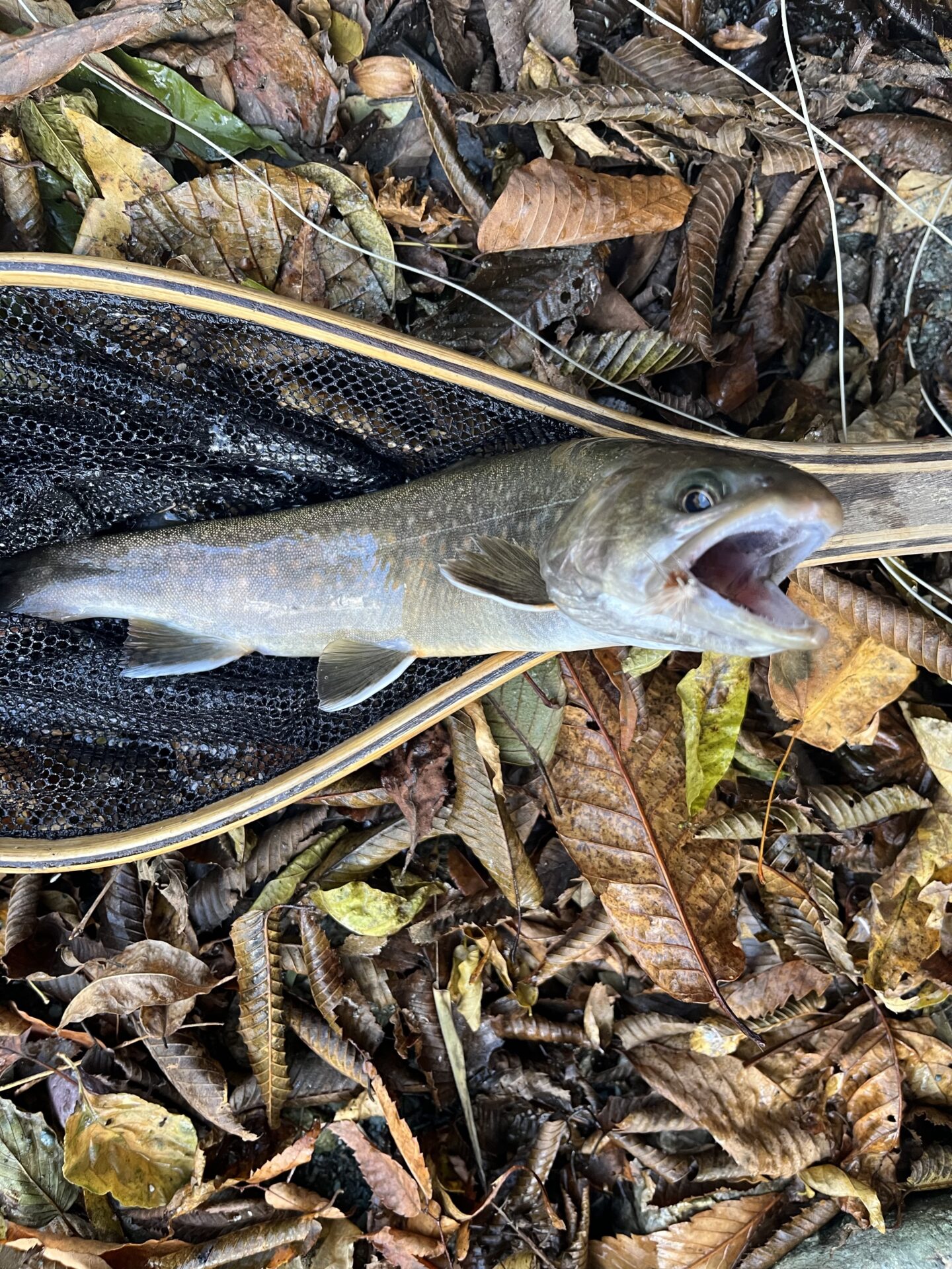 【山女魚の隠れ家。岩魚の隠れ家。】
赤久縄
2025.11.12(19)
岩魚