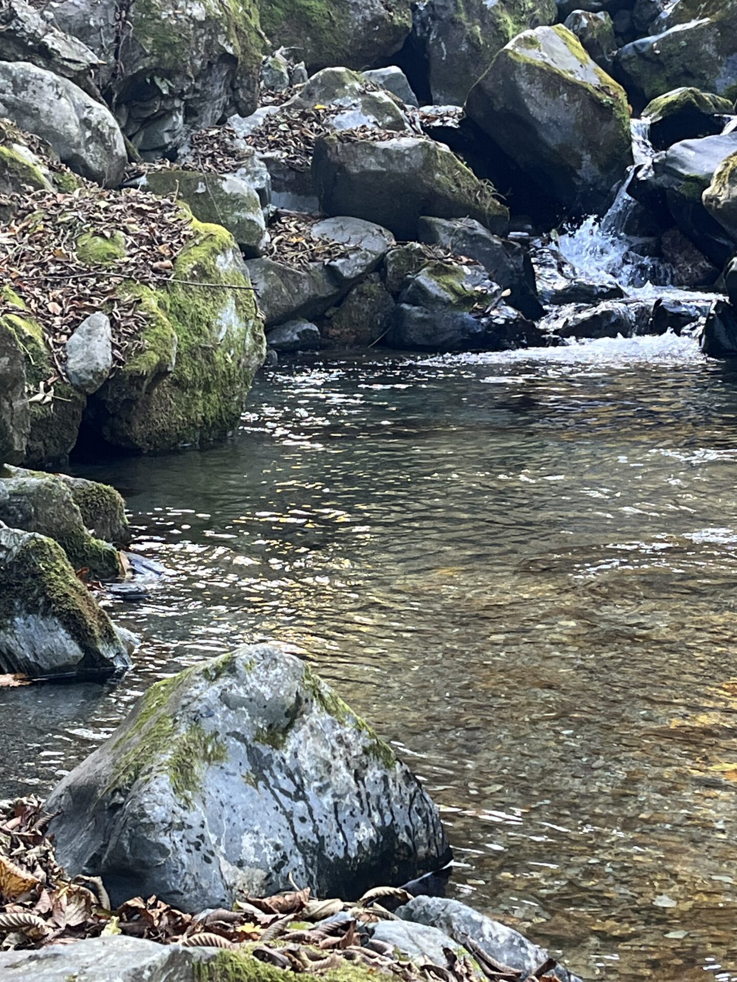 ポイント
【山女魚の隠れ家。岩魚の隠れ家。】
赤久縄
2025.11.12(19)
岩魚