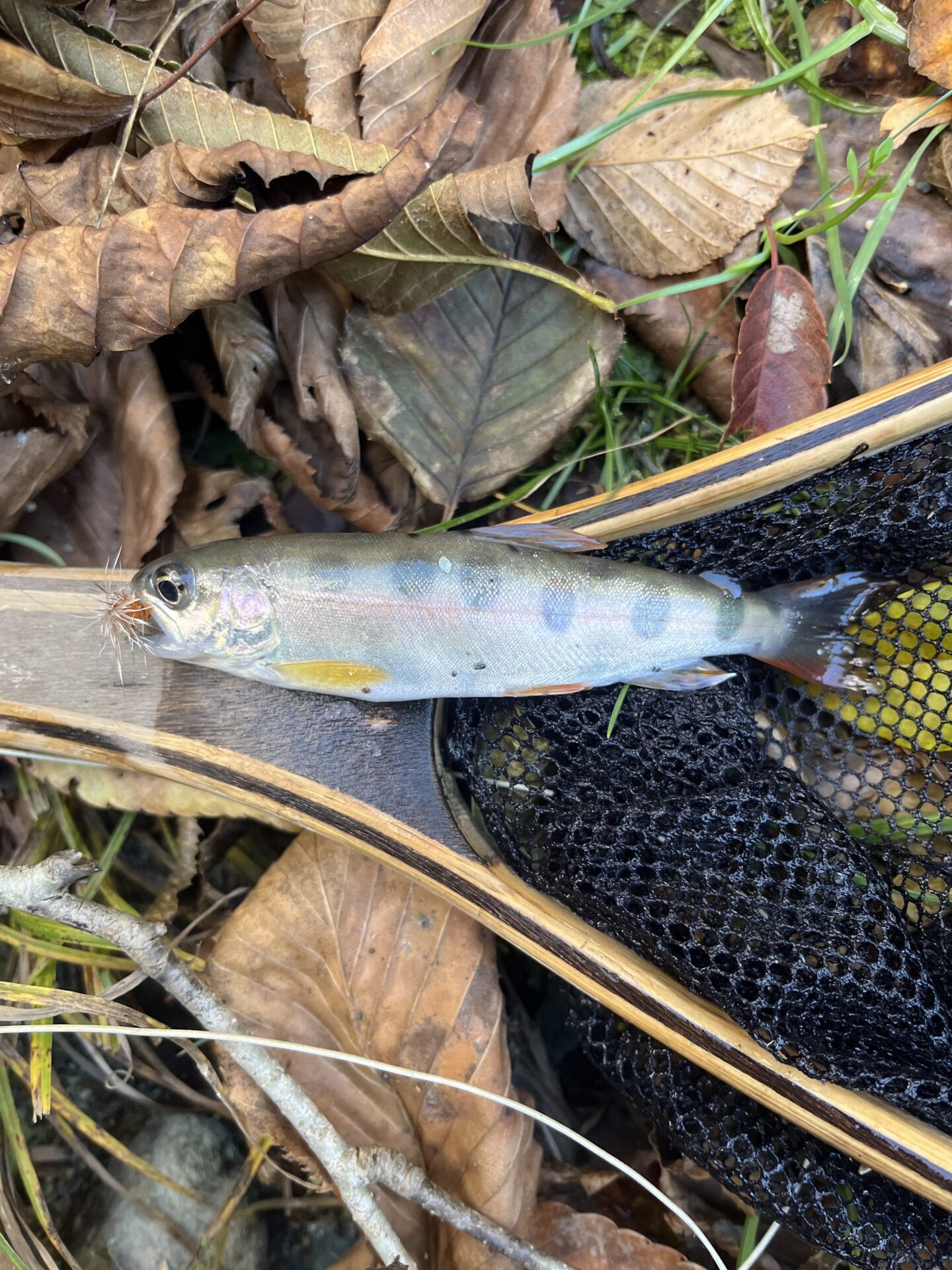 【山女魚の隠れ家。岩魚の隠れ家。】
赤久縄
2025.11.12(20)
山女魚