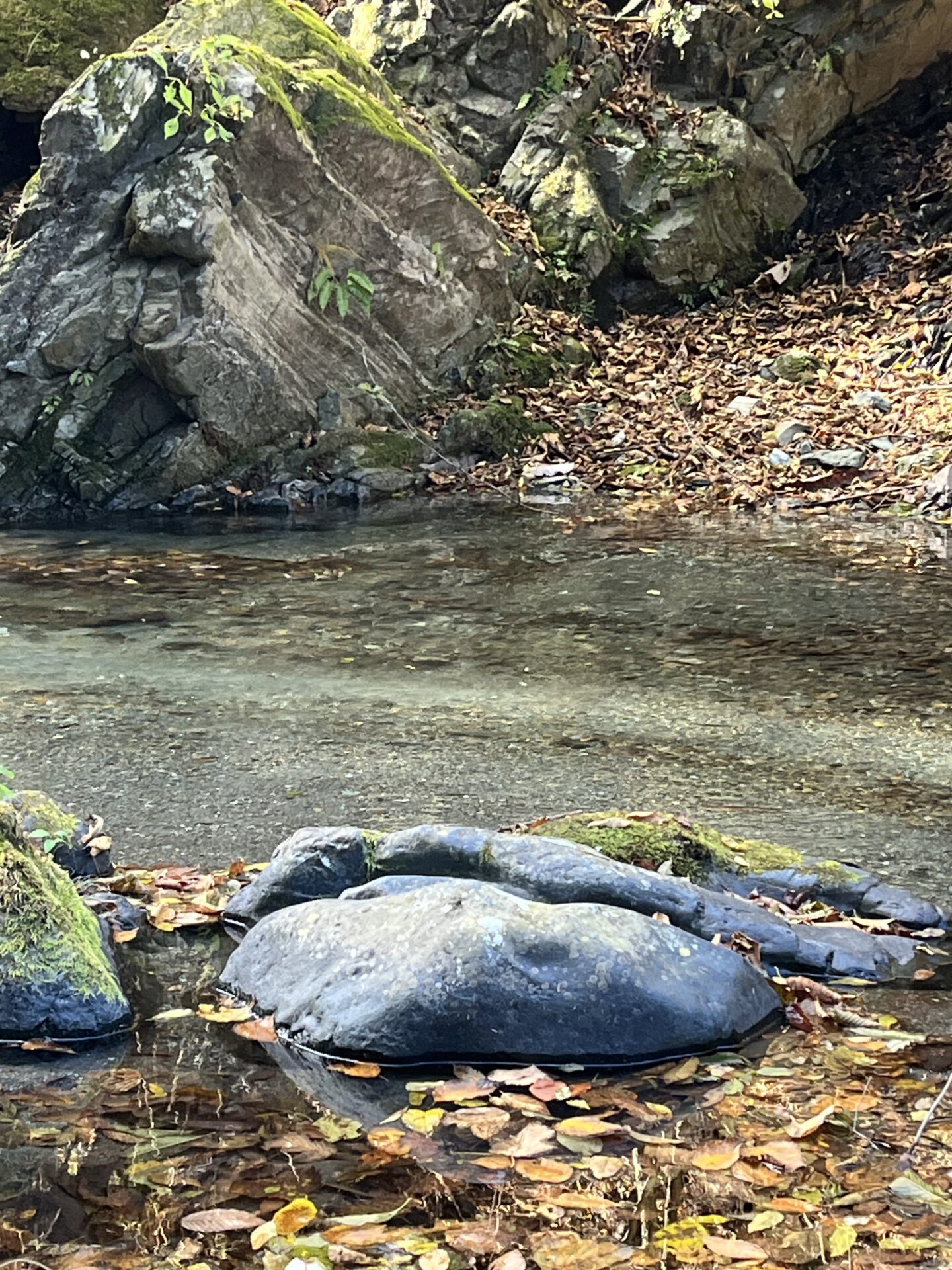 ポイント
【山女魚の隠れ家。岩魚の隠れ家。】
赤久縄
2025.11.12(20)
山女魚