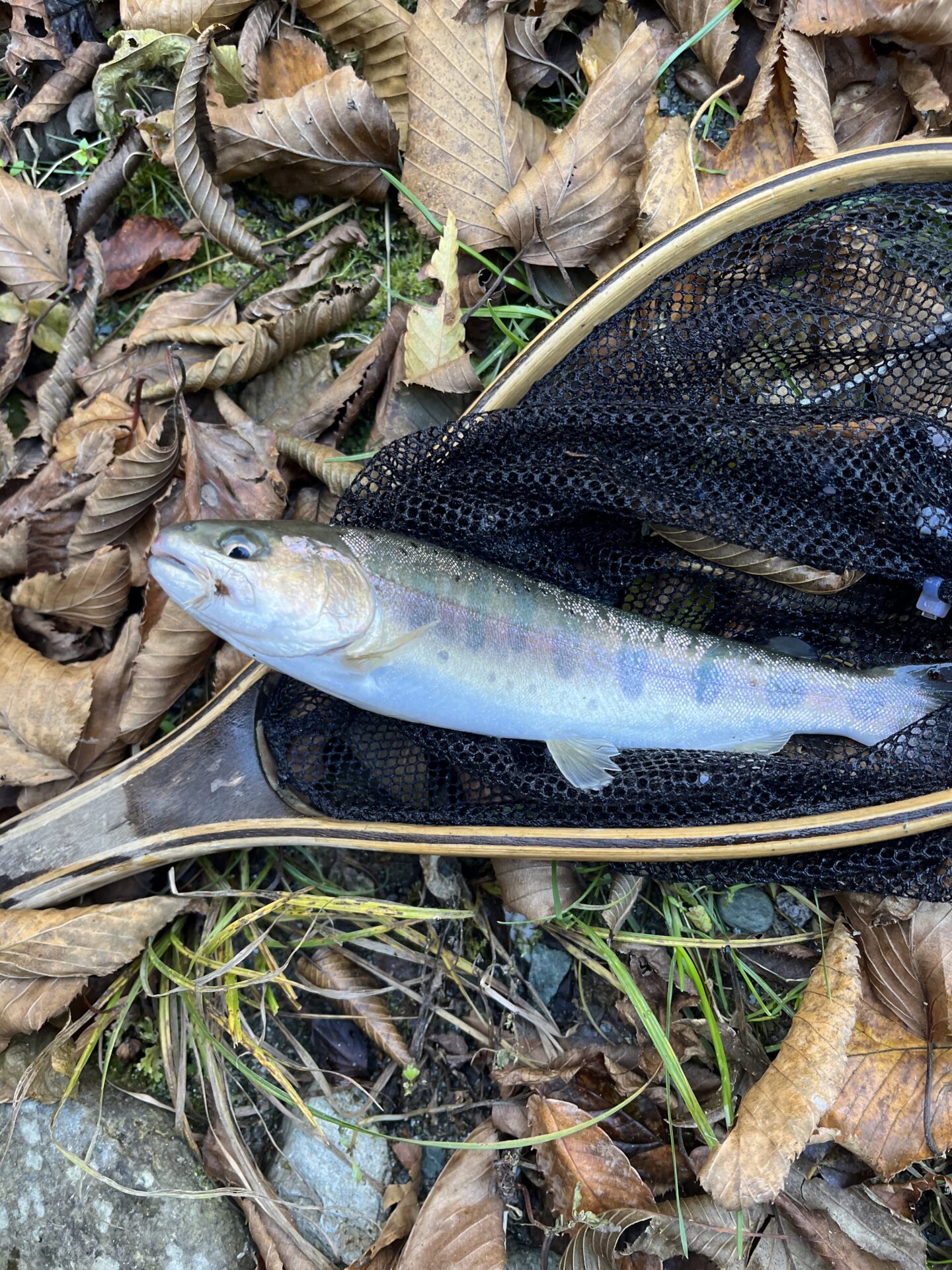 【山女魚の隠れ家。岩魚の隠れ家。】
赤久縄
2025.11.12(21)
山女魚