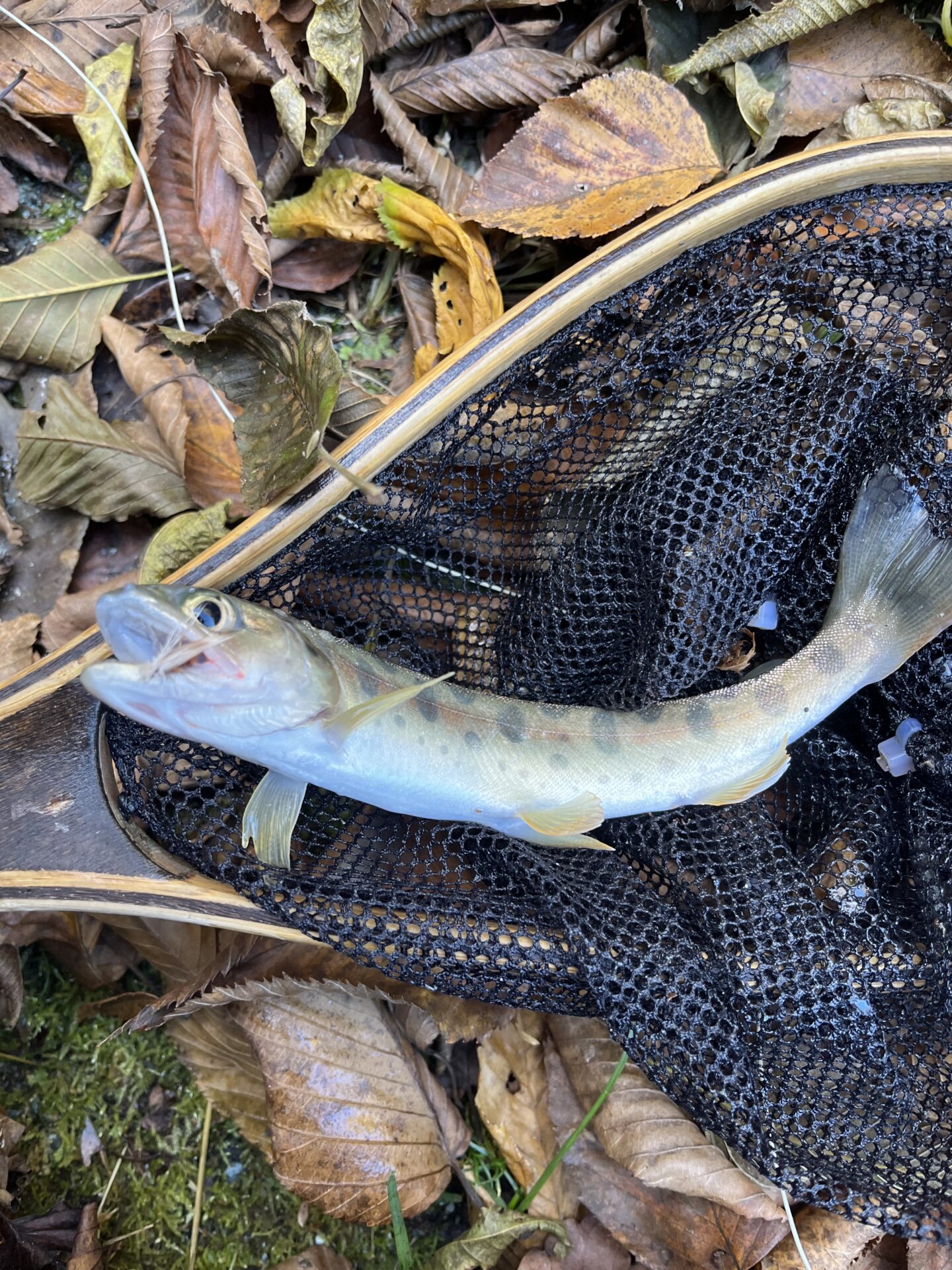 【山女魚の隠れ家。岩魚の隠れ家。】
赤久縄
2025.11.12(22)
山女魚
