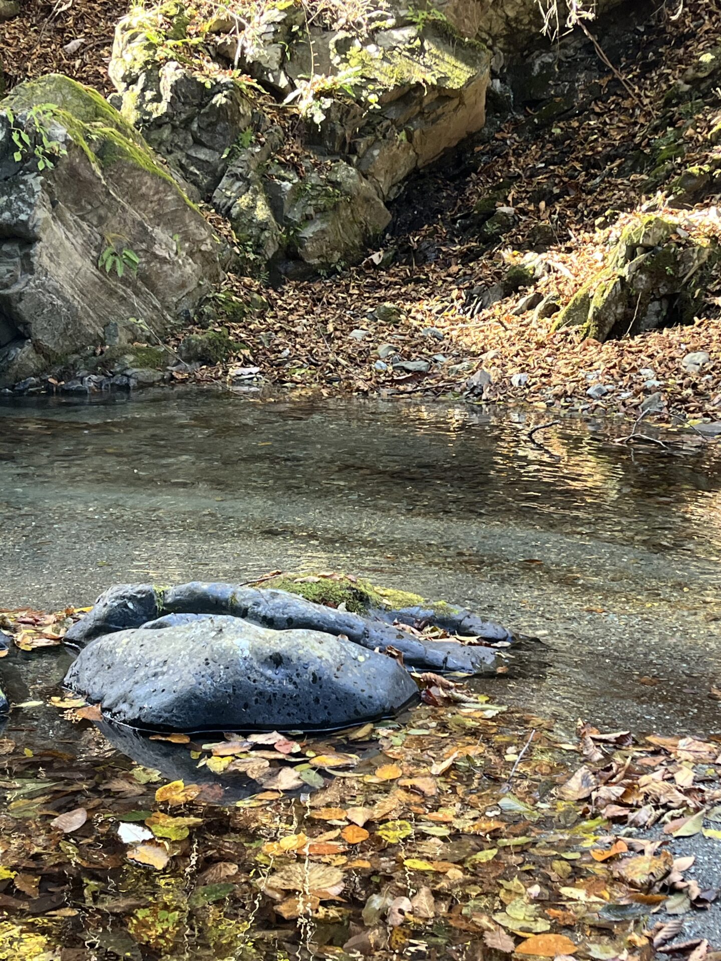 ポイント
【山女魚の隠れ家。岩魚の隠れ家。】
赤久縄
2025.11.12(22)
山女魚