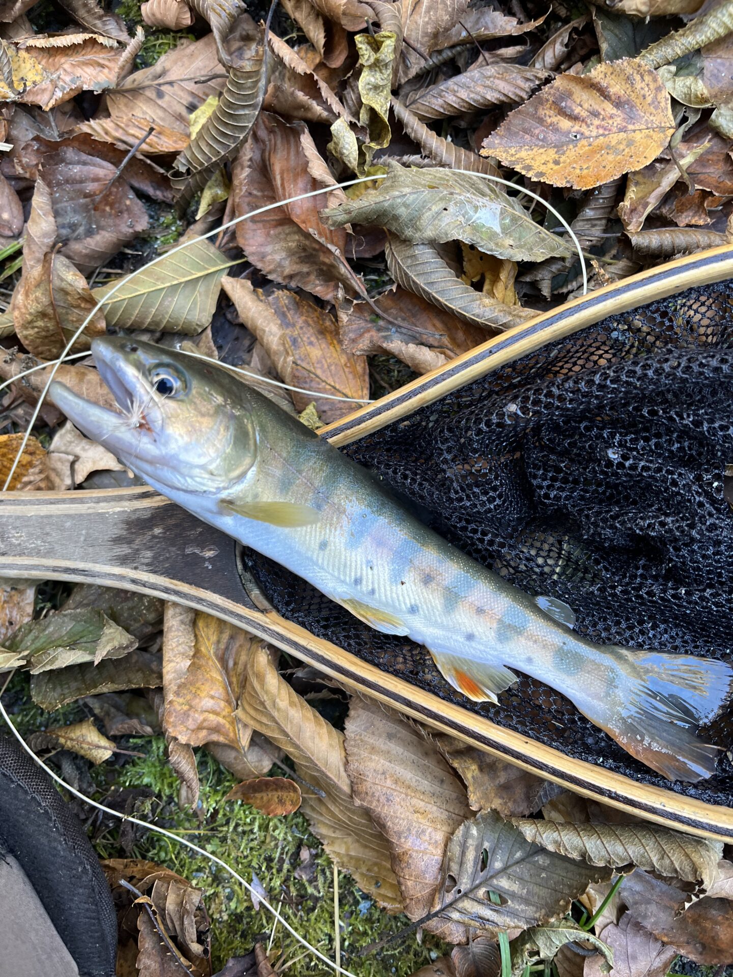 【山女魚の隠れ家。岩魚の隠れ家。】
赤久縄
2025.11.12(23)
山女魚
