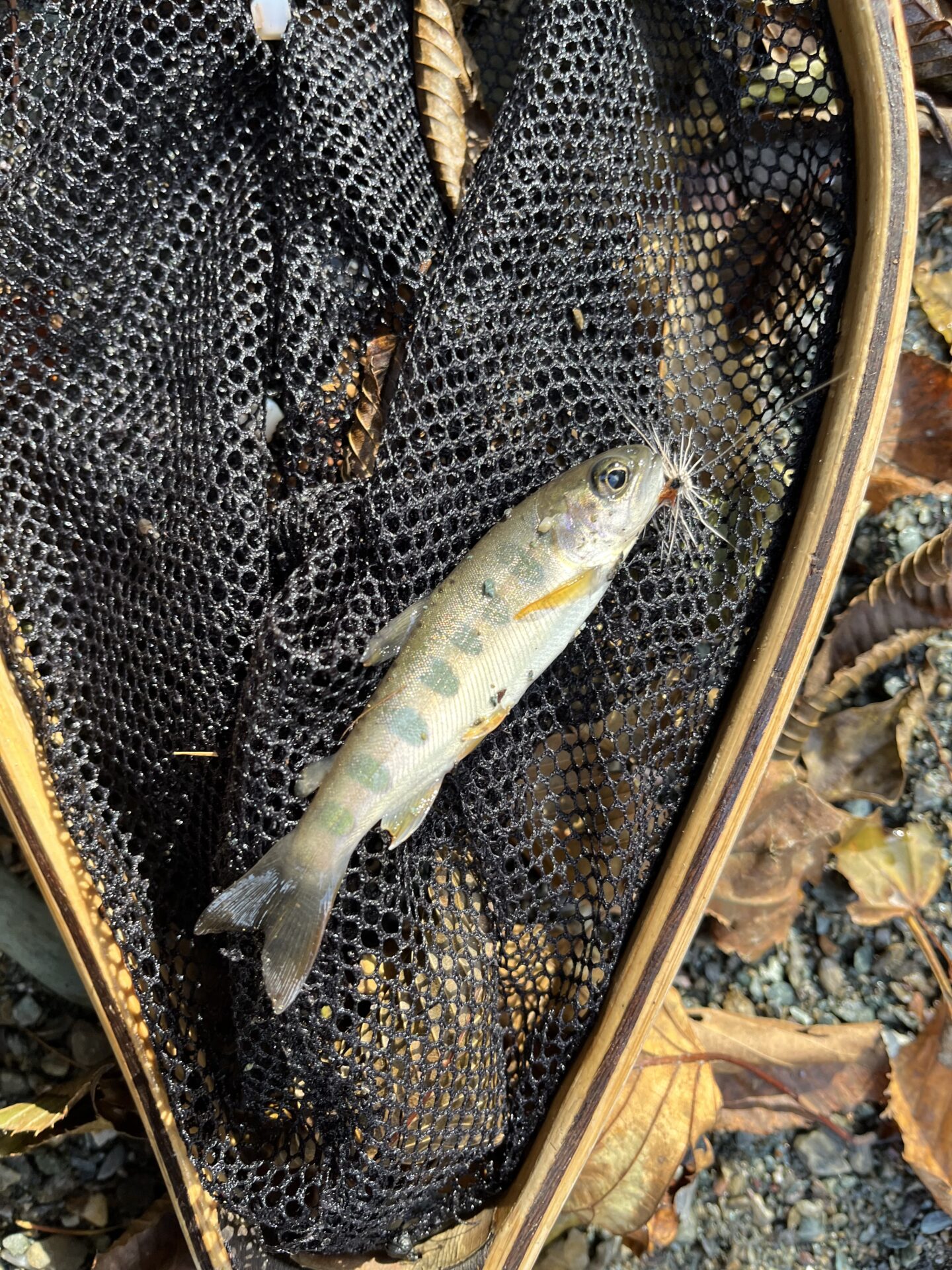 【山女魚の隠れ家。岩魚の隠れ家。】
赤久縄
2025.11.12(24)
山女魚