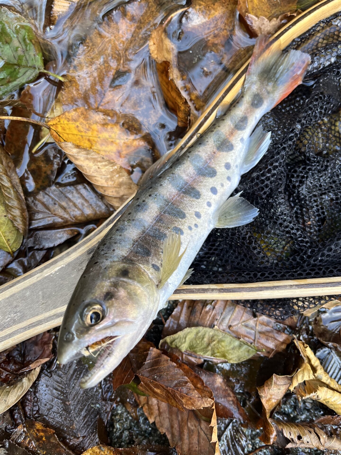 【山女魚の隠れ家。岩魚の隠れ家。】
赤久縄
2025.11.12(25)
山女魚