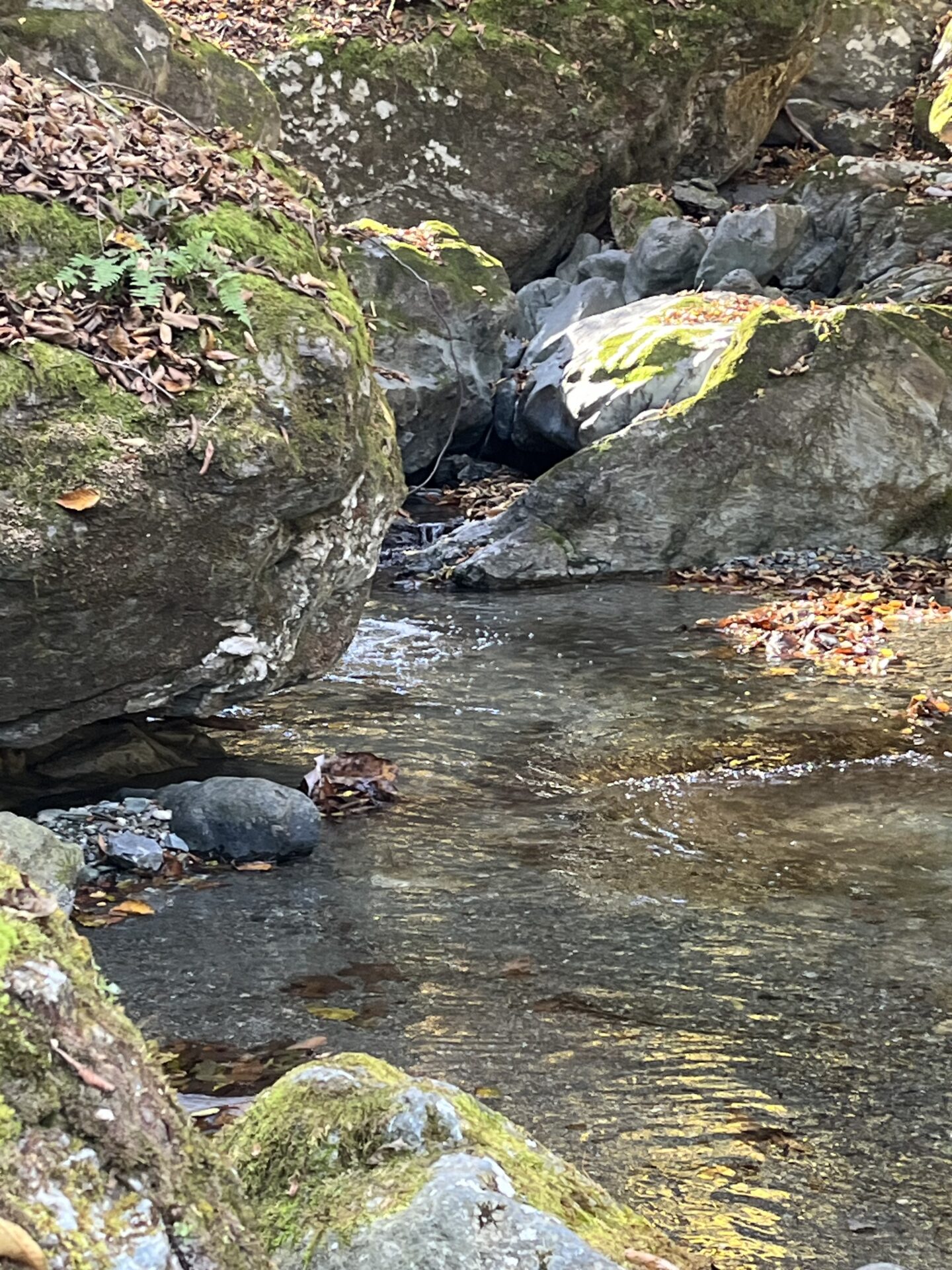 ポイント
【山女魚の隠れ家。岩魚の隠れ家。】
赤久縄
2025.11.12(25)
山女魚