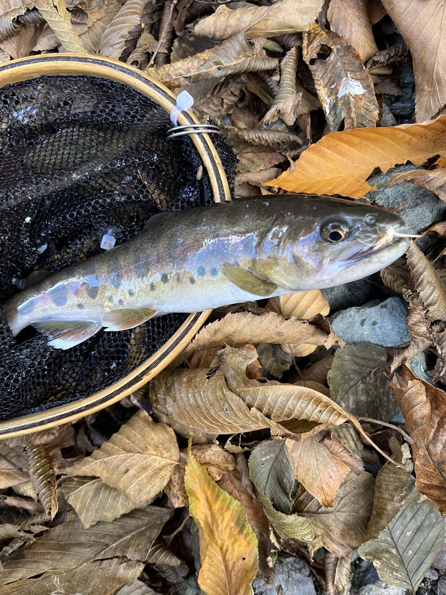 【山女魚の隠れ家。岩魚の隠れ家。】
赤久縄
2025.11.12(26)
山女魚