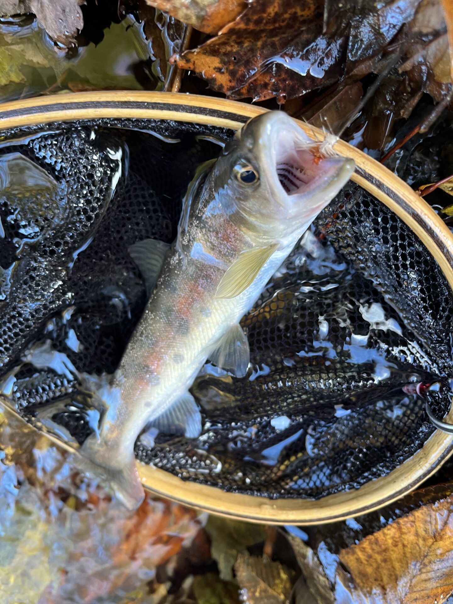 【山女魚の隠れ家。岩魚の隠れ家。】
赤久縄
2025.11.12(27)
山女魚