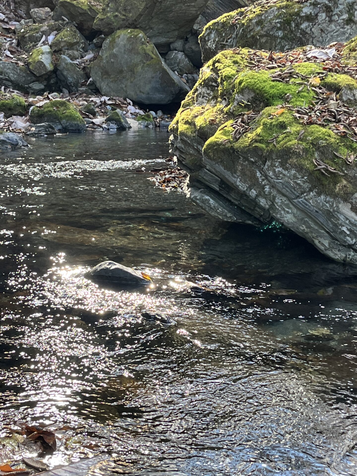 ポイント
【山女魚の隠れ家。岩魚の隠れ家。】
赤久縄
2025.11.12(27)
山女魚