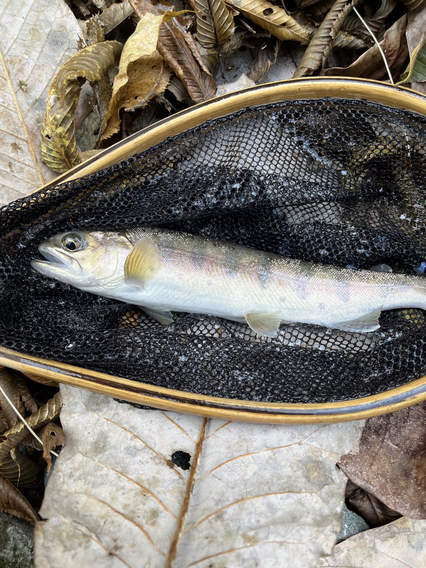 【山女魚の隠れ家。岩魚の隠れ家。】
赤久縄
2025.11.12(28)
山女魚