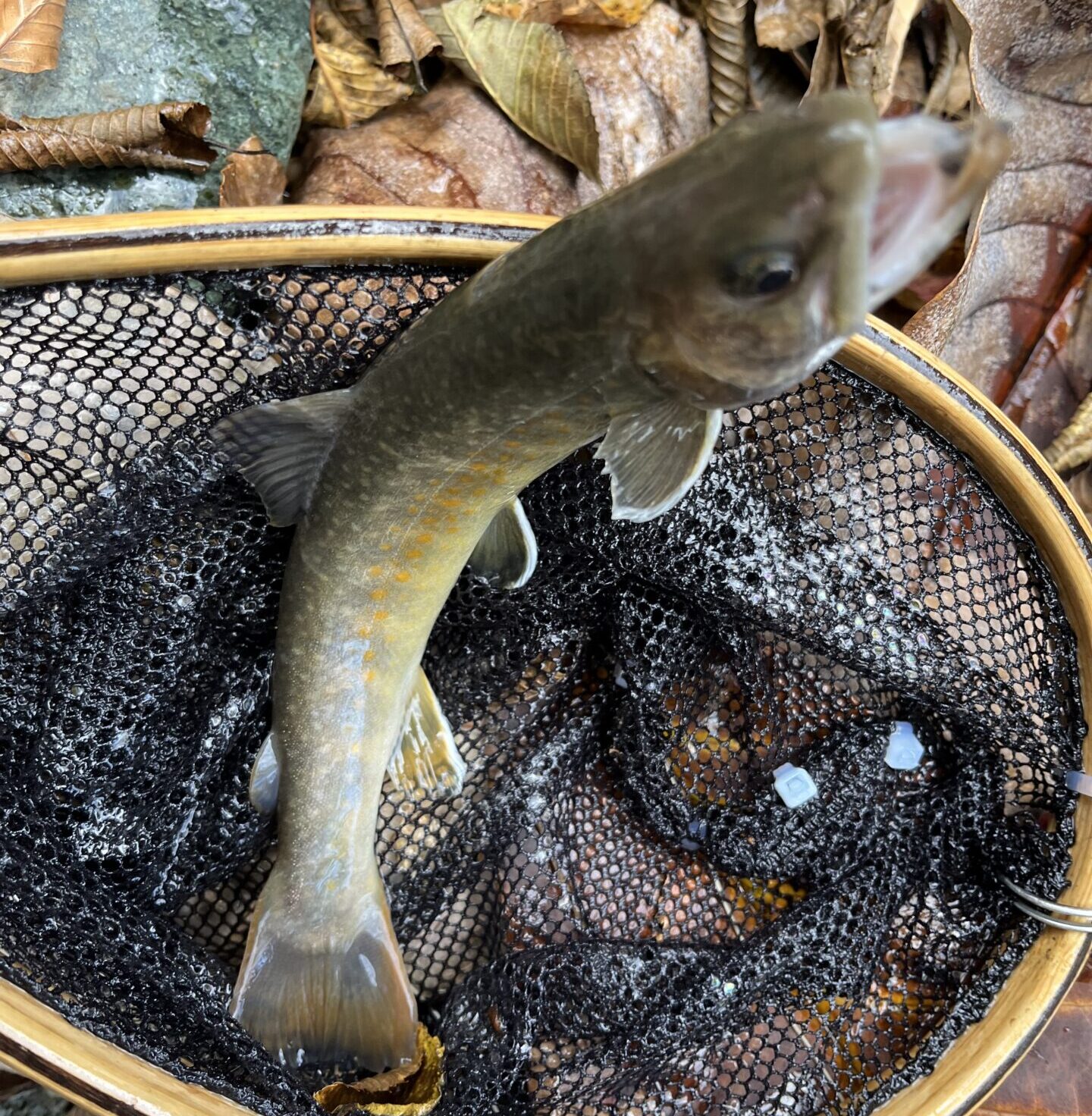 【釣果40匹山女魚31岩魚9】赤久縄2025.11.12