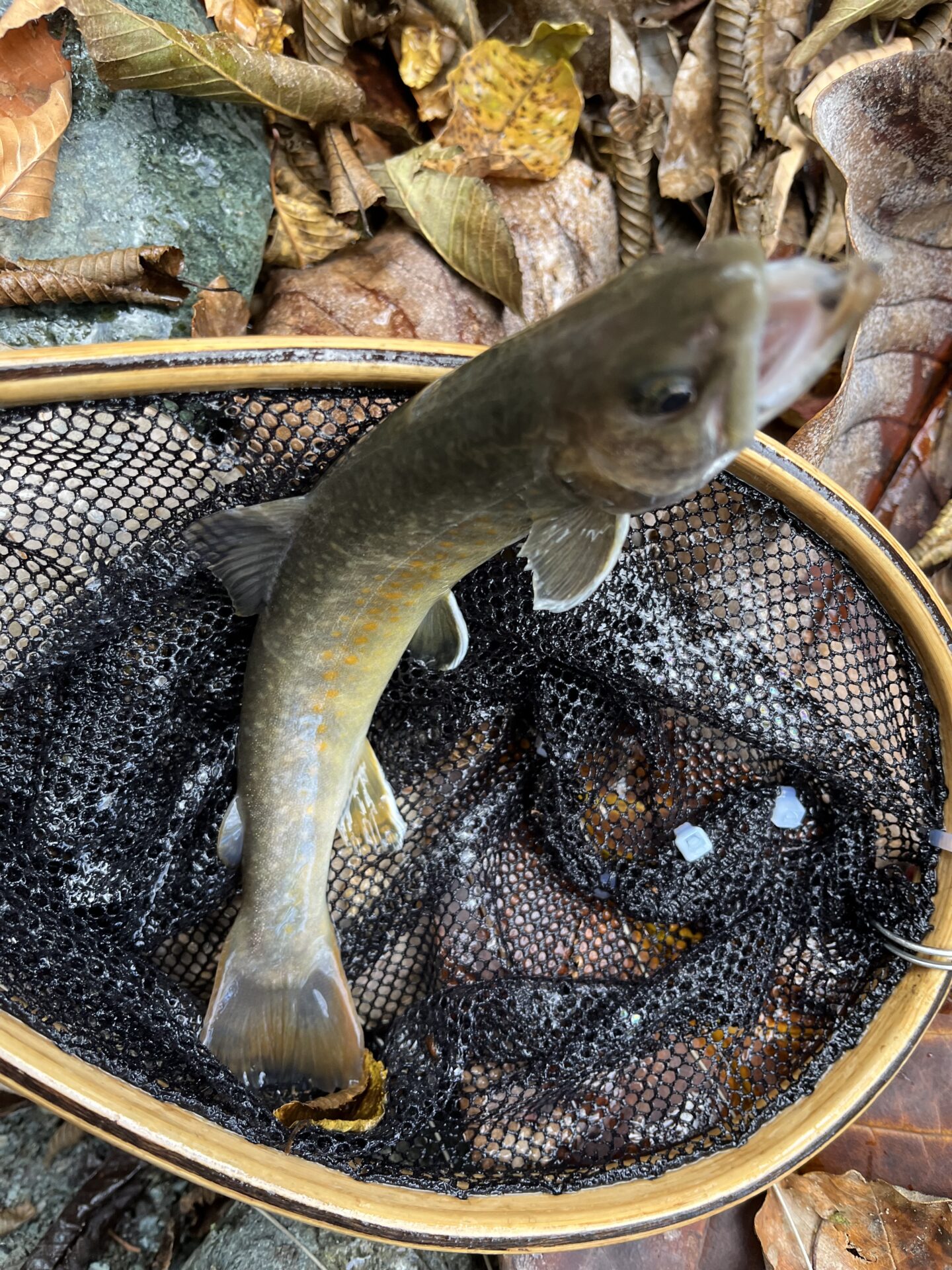 【山女魚の隠れ家。岩魚の隠れ家。】
赤久縄
2025.11.12(29)
岩魚