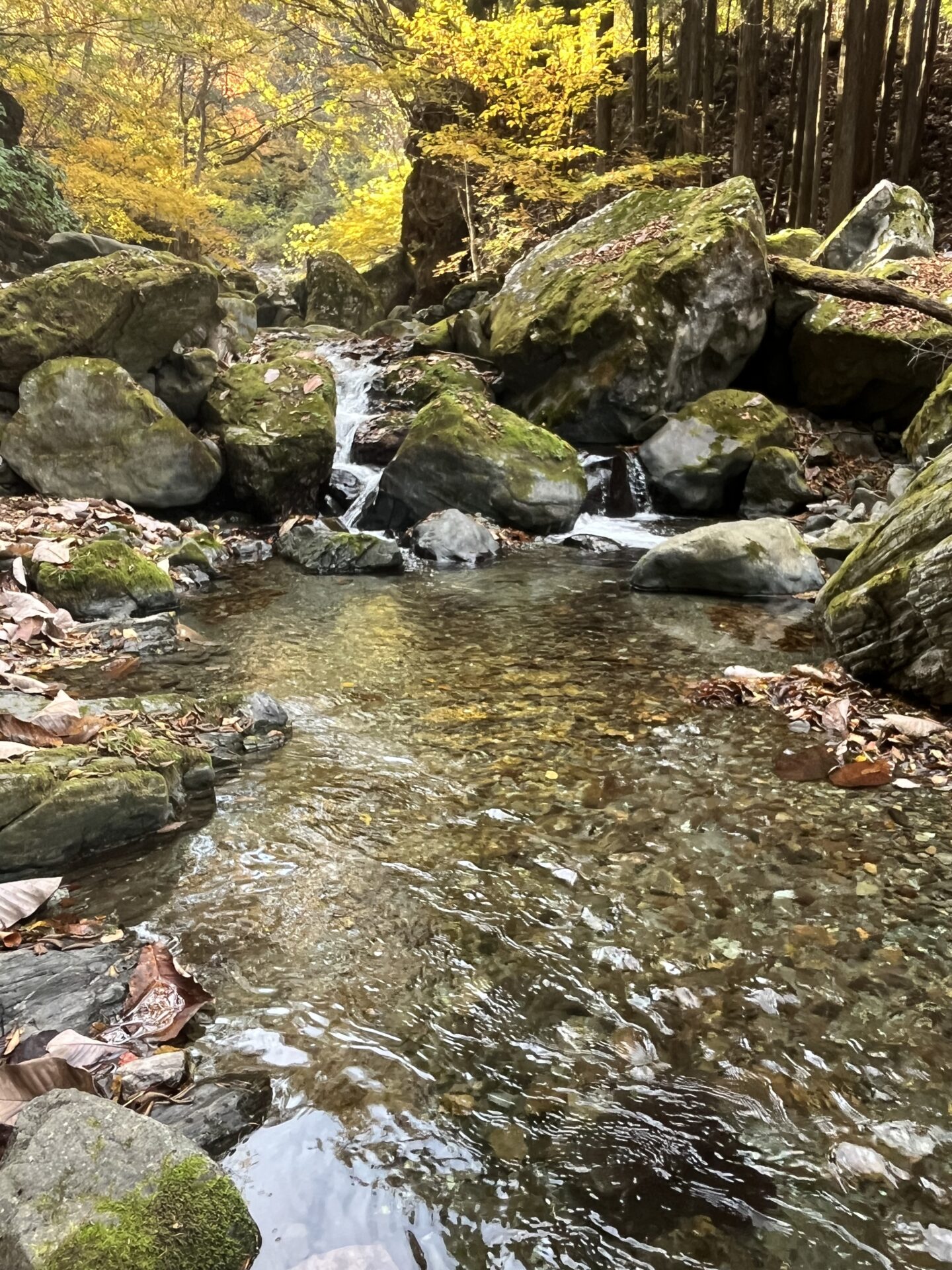 ポイント
【山女魚の隠れ家。岩魚の隠れ家。】
赤久縄
2025.11.12(29)
岩魚