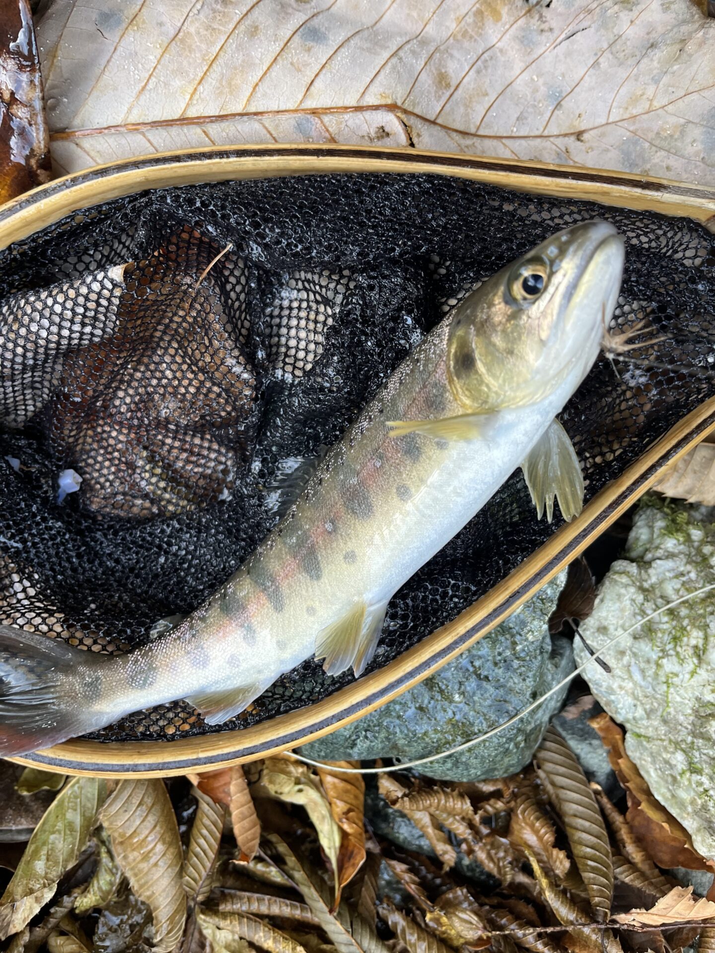 【山女魚の隠れ家。岩魚の隠れ家。】
赤久縄
2025.11.12(30)
山女魚