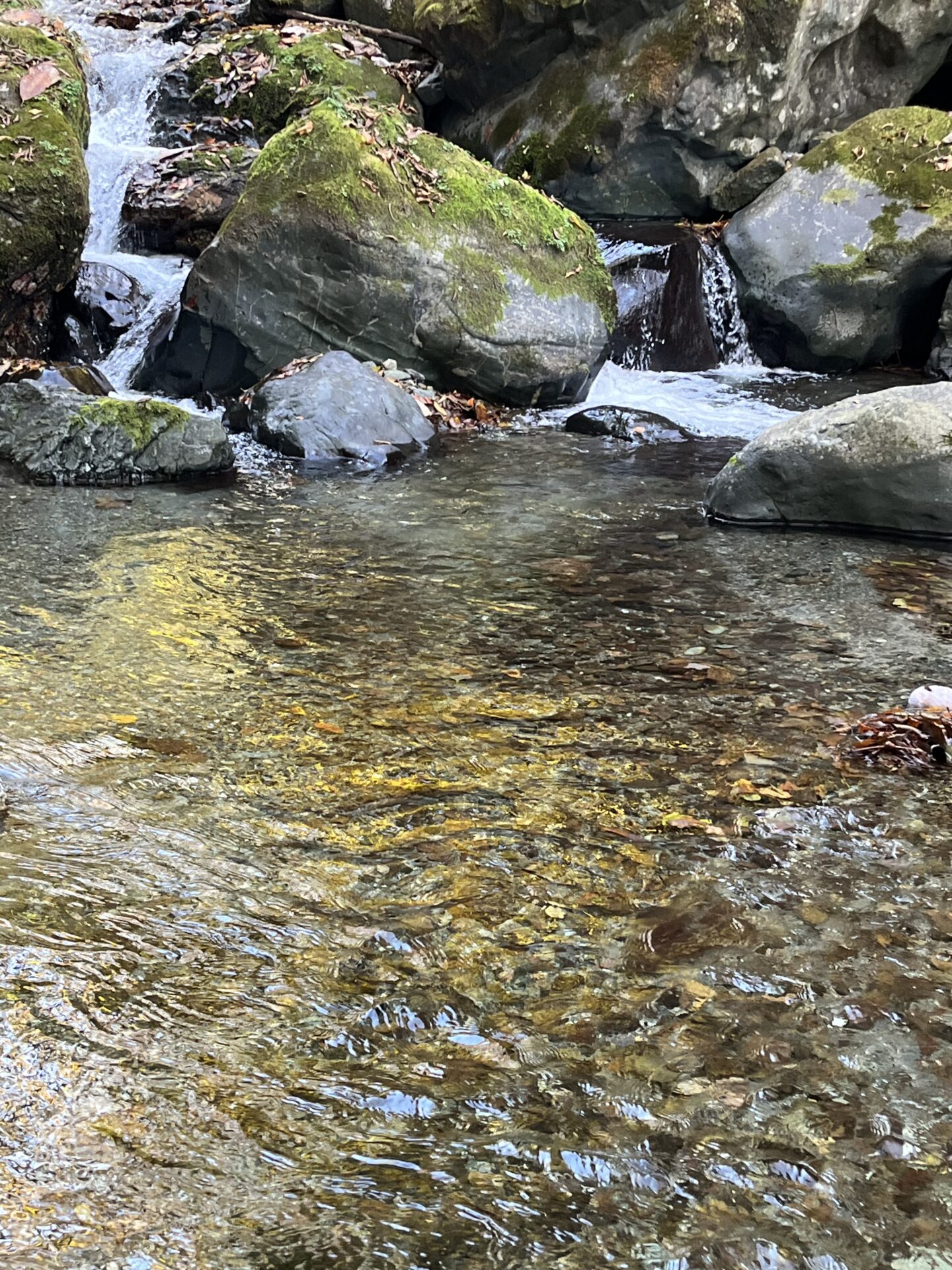 ポイント
【山女魚の隠れ家。岩魚の隠れ家。】
赤久縄
2025.11.12(30)
山女魚