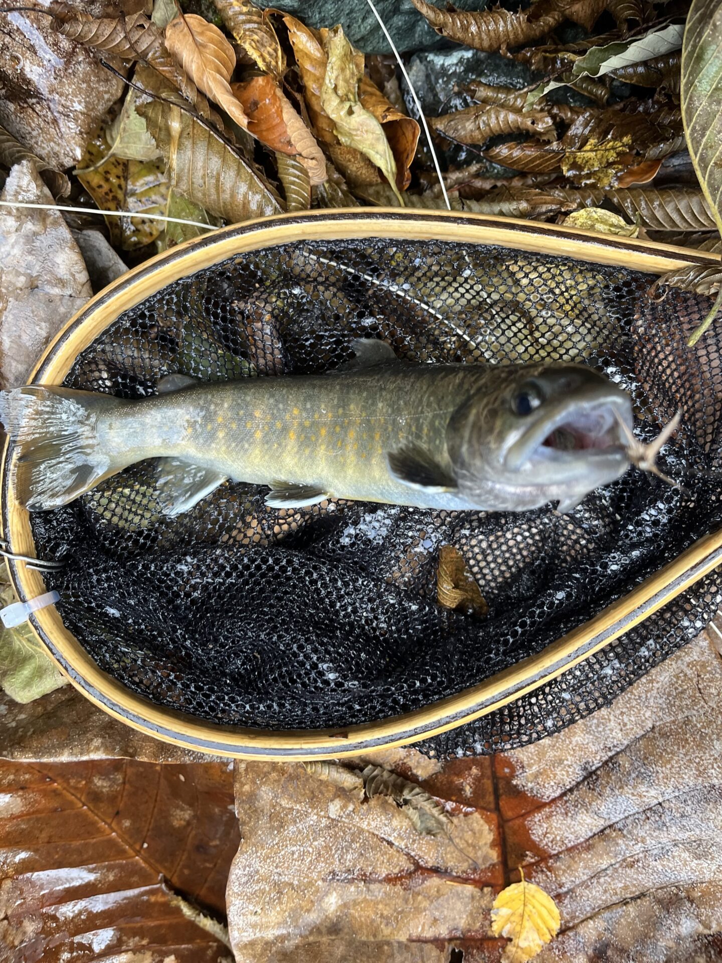 【山女魚の隠れ家。岩魚の隠れ家。】
赤久縄
2025.11.12(31)
岩魚