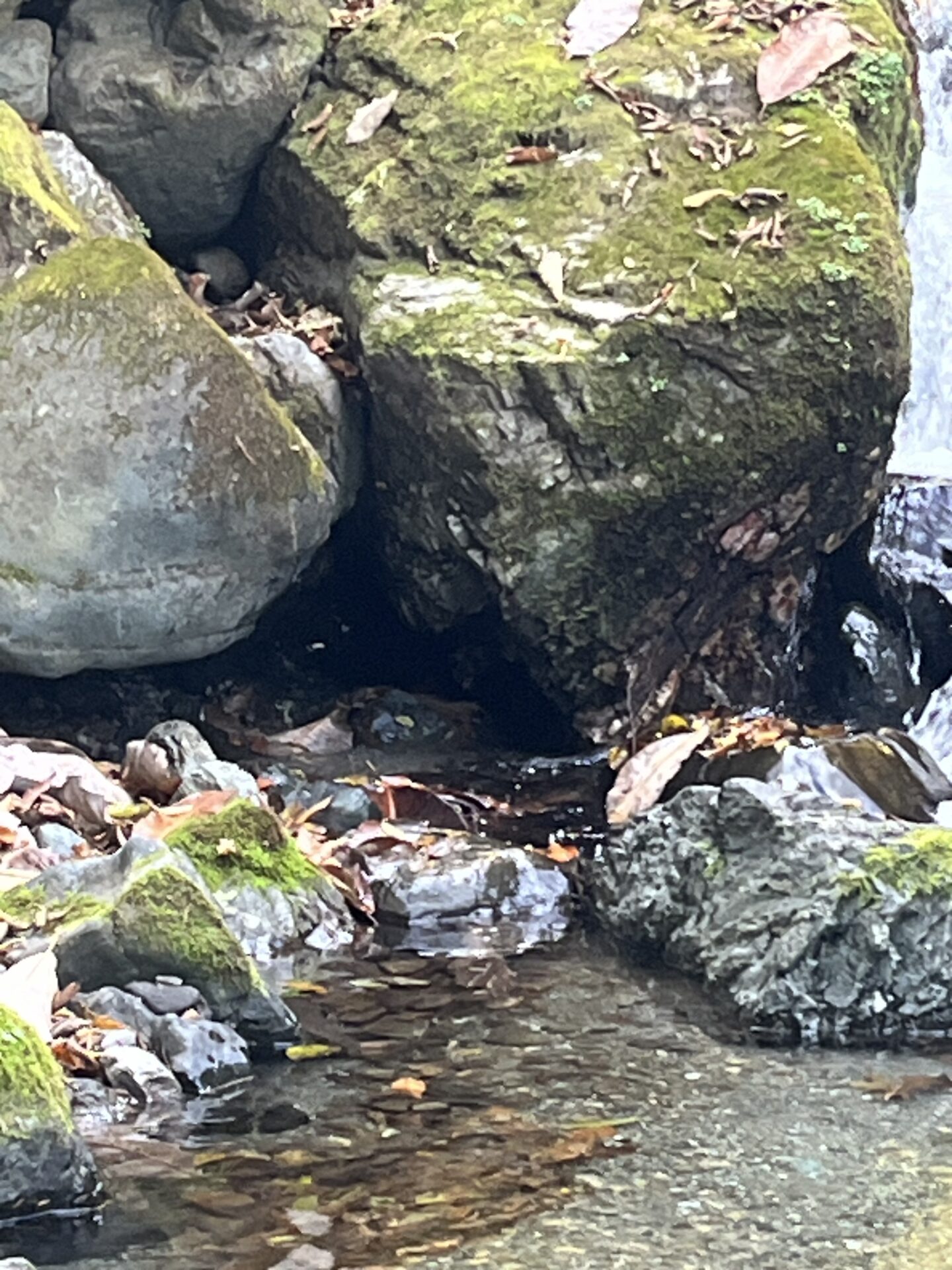 ポイント
【山女魚の隠れ家。岩魚の隠れ家。】
赤久縄
2025.11.12(31)
岩魚