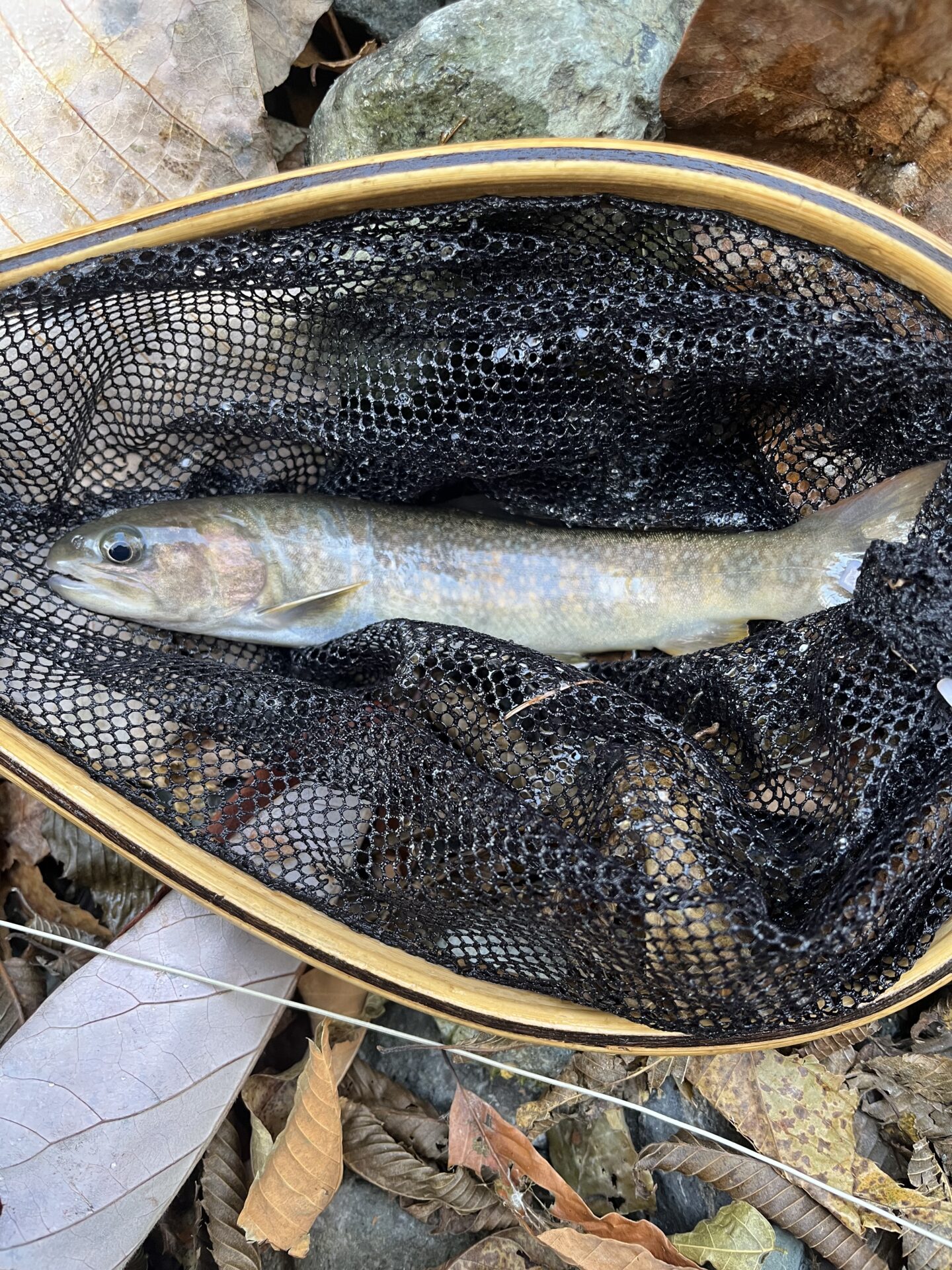 【山女魚の隠れ家。岩魚の隠れ家。】
赤久縄
2025.11.12(32)
岩魚