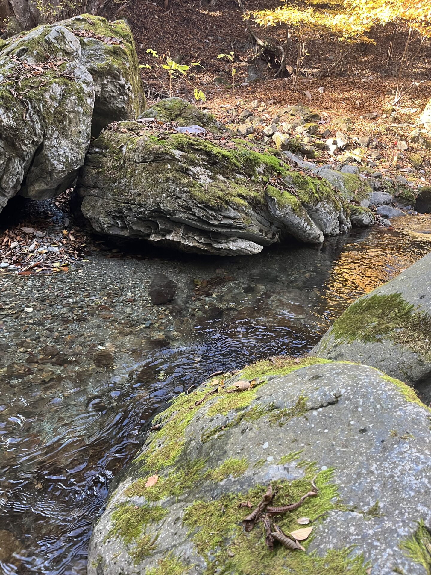 ポイント
【山女魚の隠れ家。岩魚の隠れ家。】
赤久縄
2025.11.12(32)
岩魚