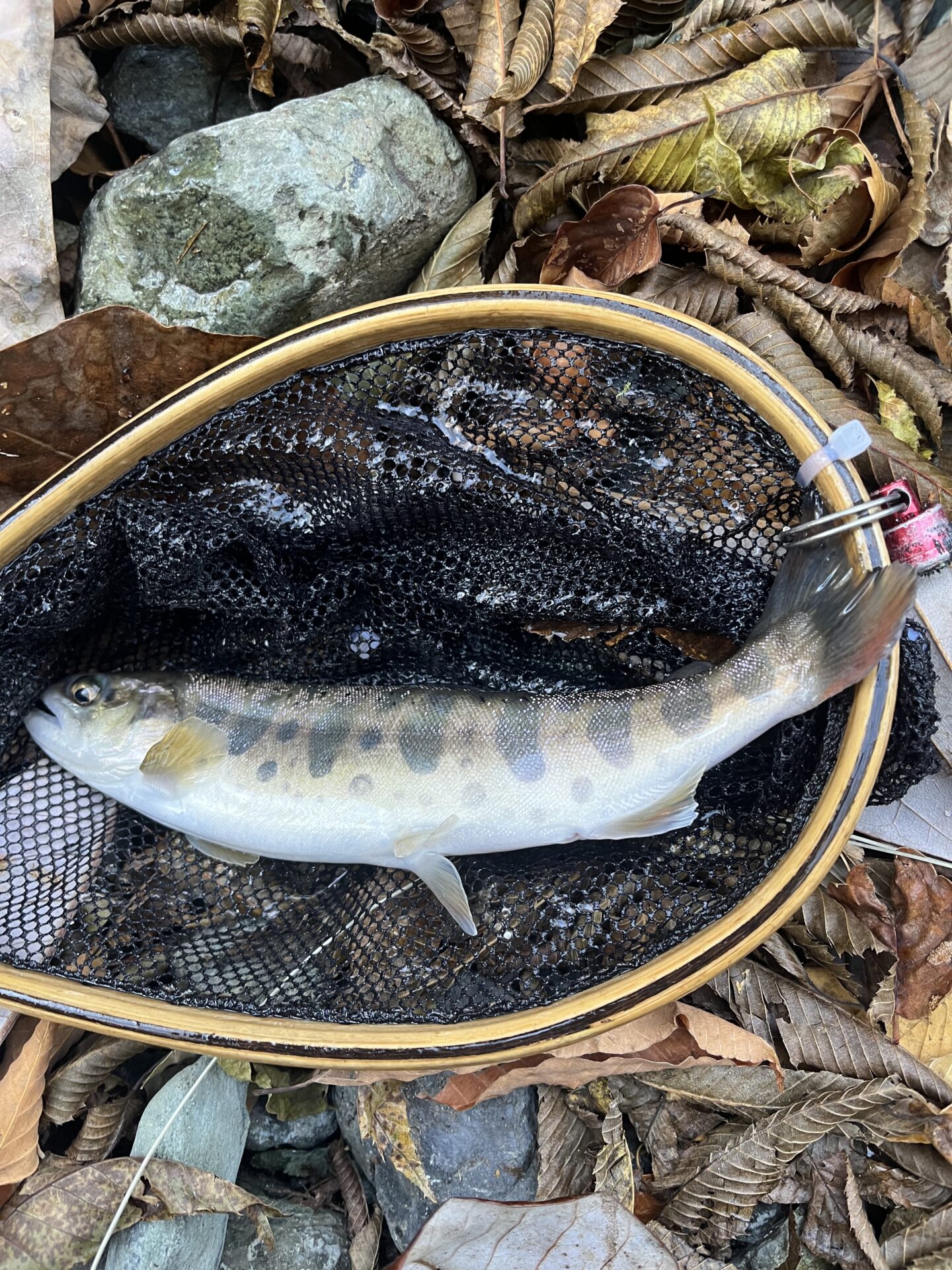 【山女魚の隠れ家。岩魚の隠れ家。】
赤久縄
2025.11.12(33)
山女魚