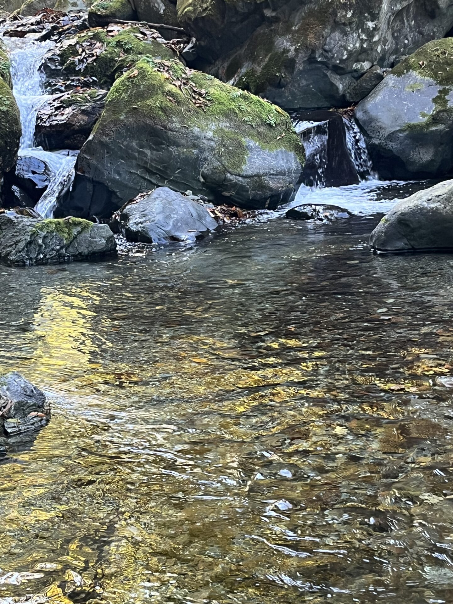 ポイント
【山女魚の隠れ家。岩魚の隠れ家。】
赤久縄
2025.11.12(33)
山女魚