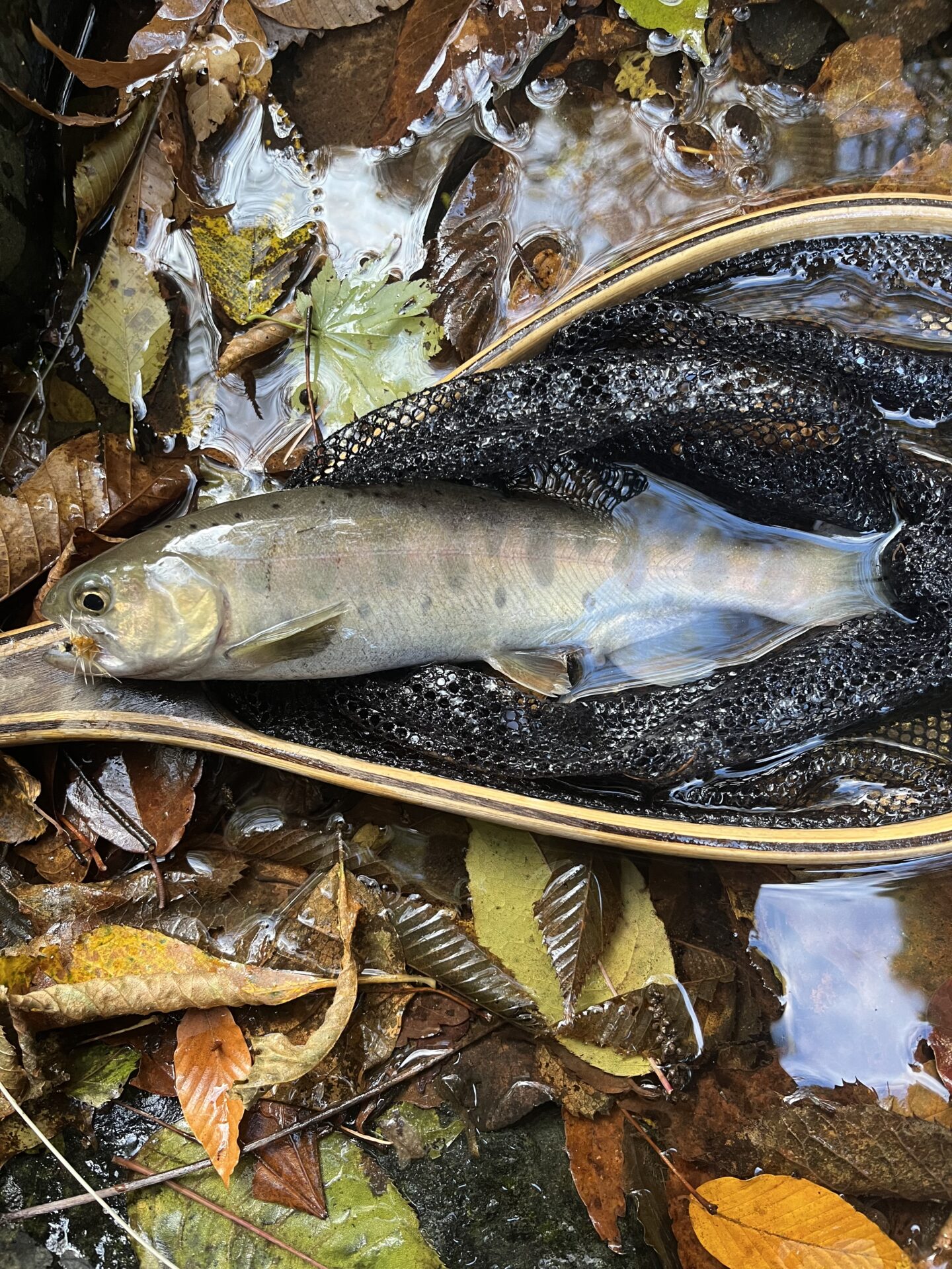 【山女魚の隠れ家。岩魚の隠れ家。】
赤久縄
2025.11.12(34)
山女魚