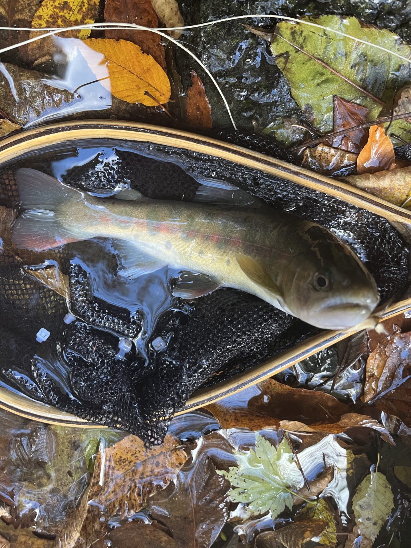 【山女魚の隠れ家。岩魚の隠れ家。】
赤久縄
2025.11.12(35)
山女魚