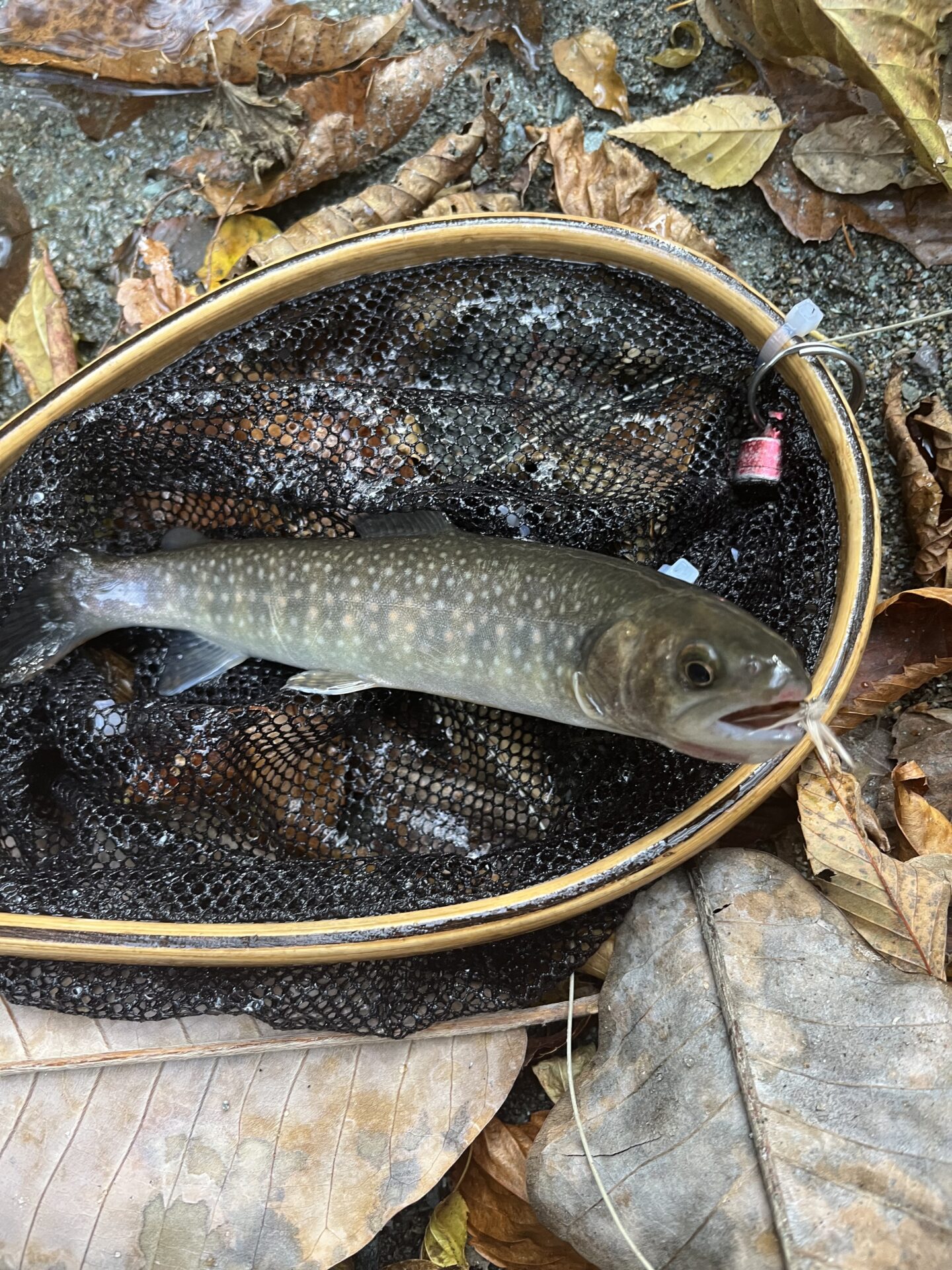 【山女魚の隠れ家。岩魚の隠れ家。】
赤久縄
2025.11.12(36)
岩魚