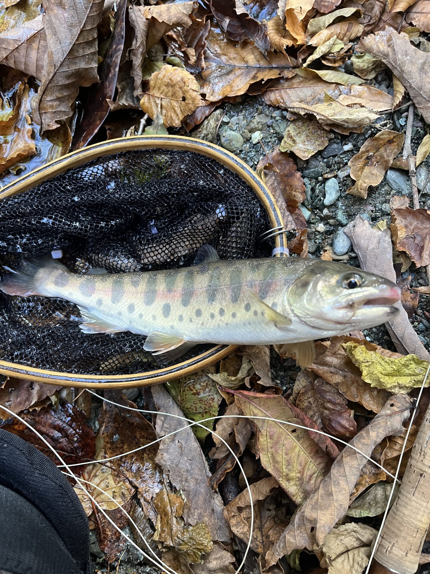 【山女魚の隠れ家。岩魚の隠れ家。】
赤久縄
2025.11.12(37)
山女魚