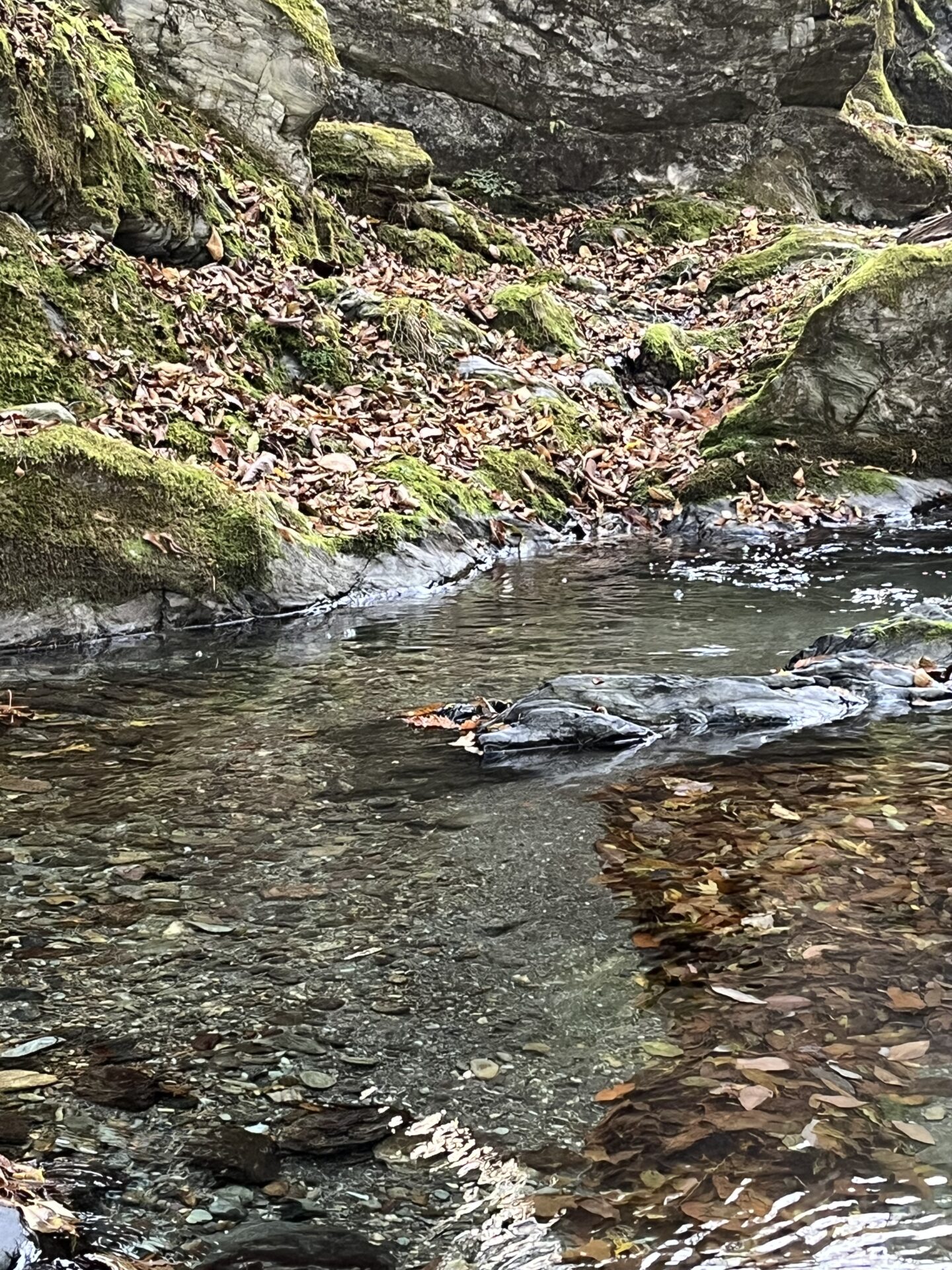 ポイント
【山女魚の隠れ家。岩魚の隠れ家。】
赤久縄
2025.11.12(37)
山女魚