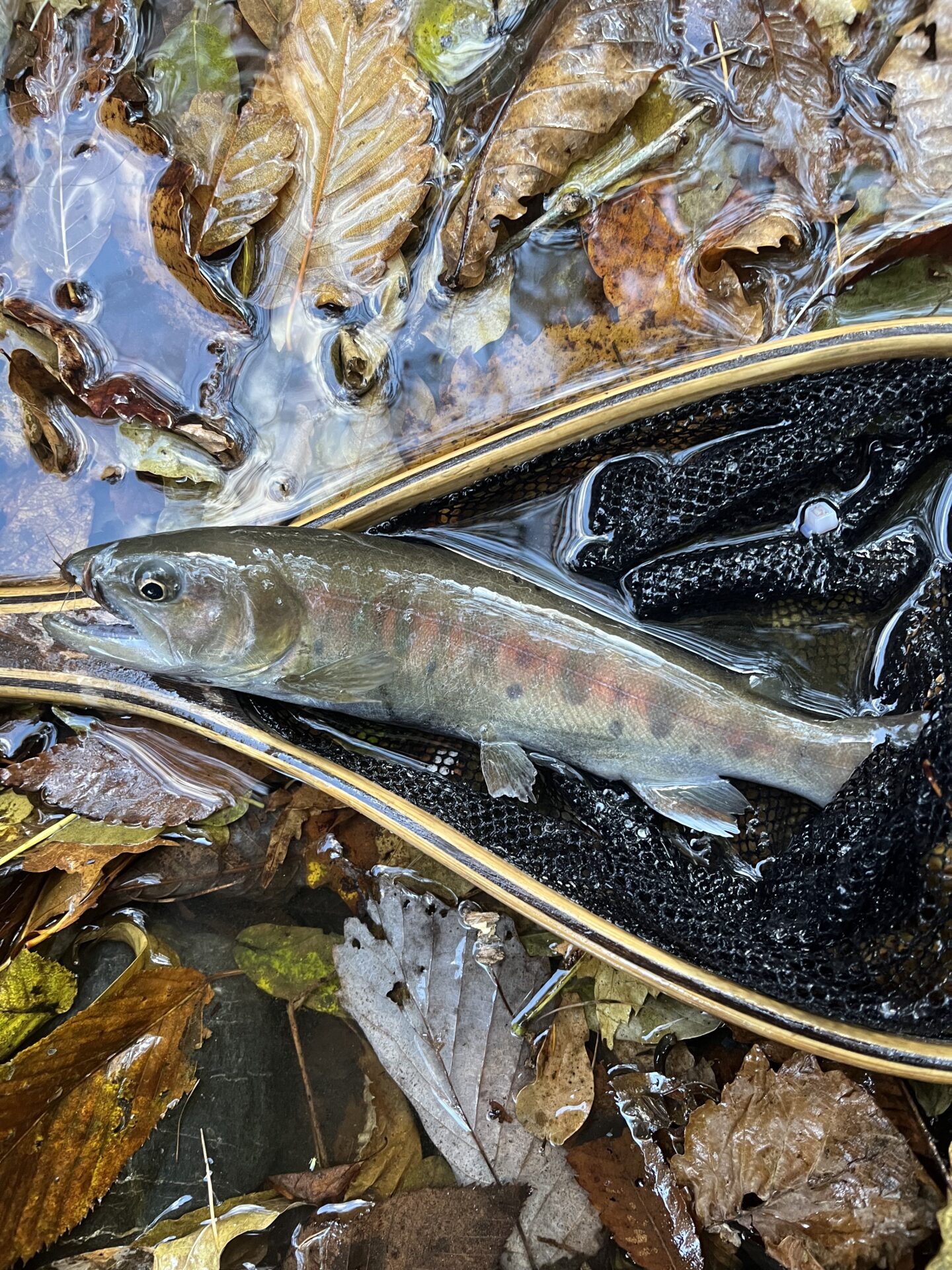 【山女魚の隠れ家。岩魚の隠れ家。】
赤久縄
2025.11.12(38)
山女魚