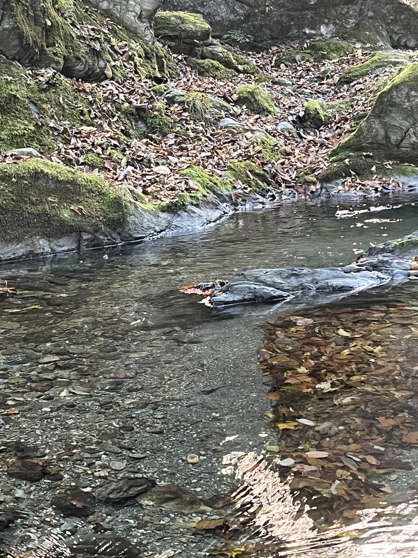 ポイント
【山女魚の隠れ家。岩魚の隠れ家。】
赤久縄
2025.11.12(38)
山女魚