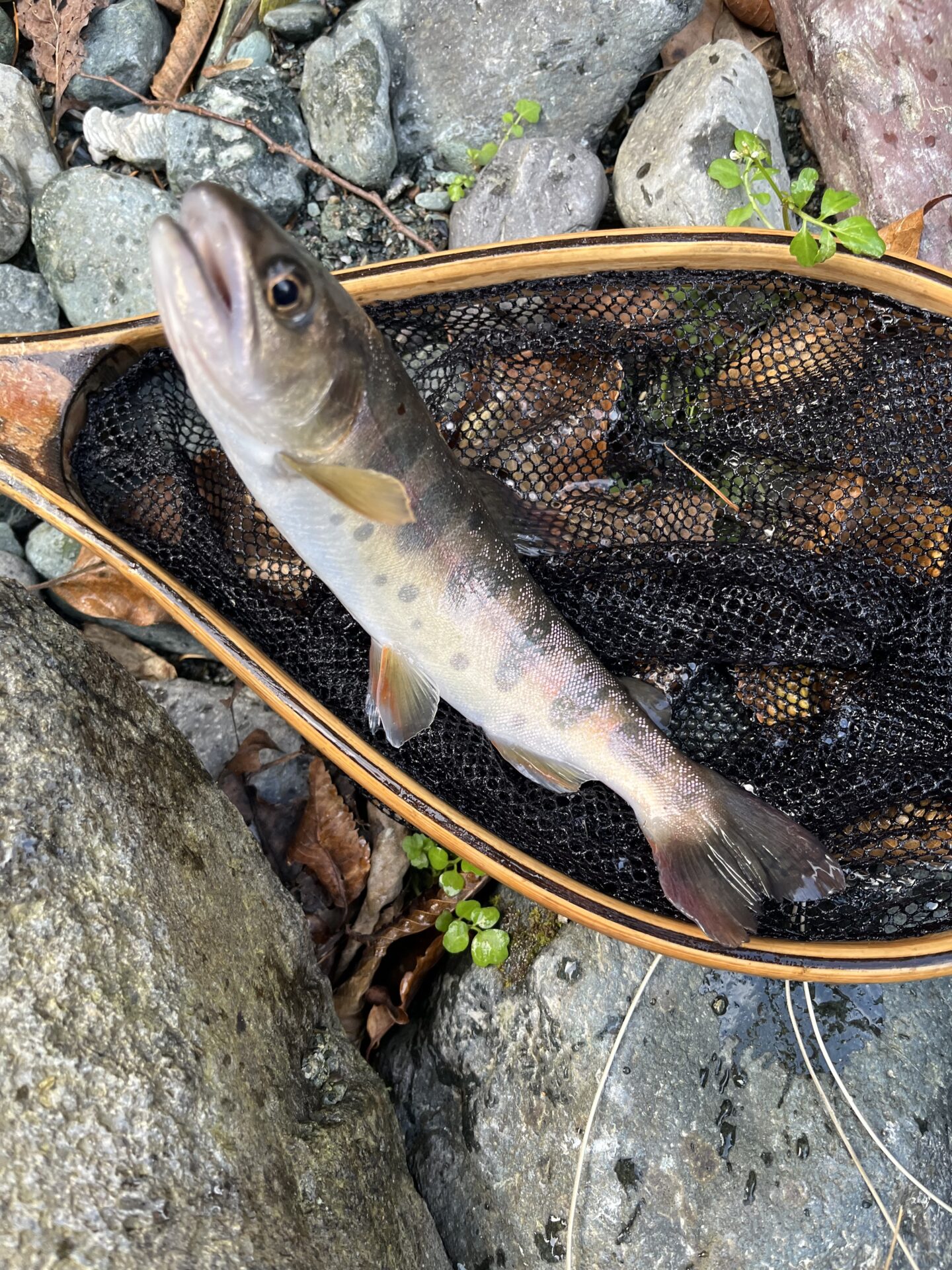 【山女魚の隠れ家。岩魚の隠れ家。】
赤久縄
2025.11.12(39)
山女魚