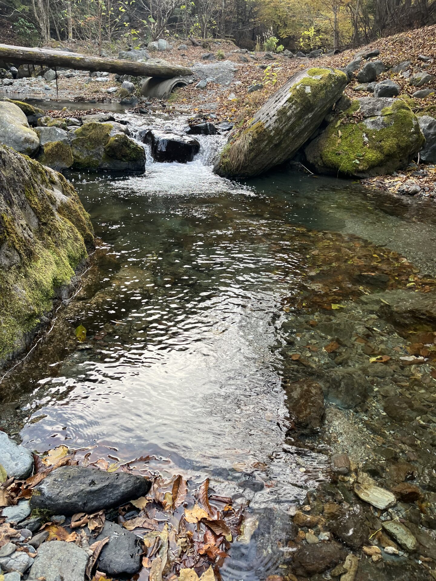 ポイント
【山女魚の隠れ家。岩魚の隠れ家。】
赤久縄
2025.11.12(39)
山女魚