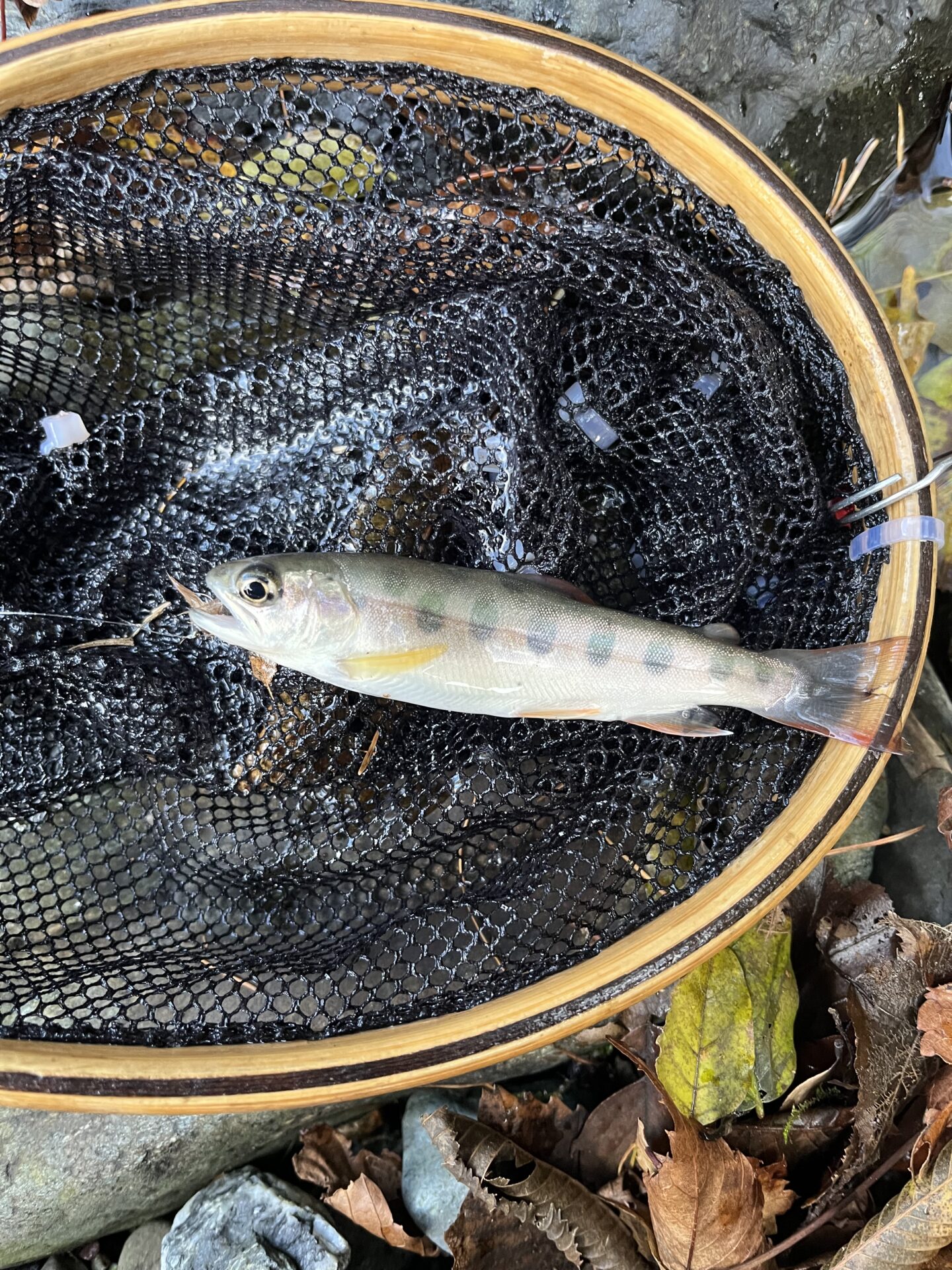 【山女魚の隠れ家。岩魚の隠れ家。】
赤久縄
2025.11.12(40)
山女魚