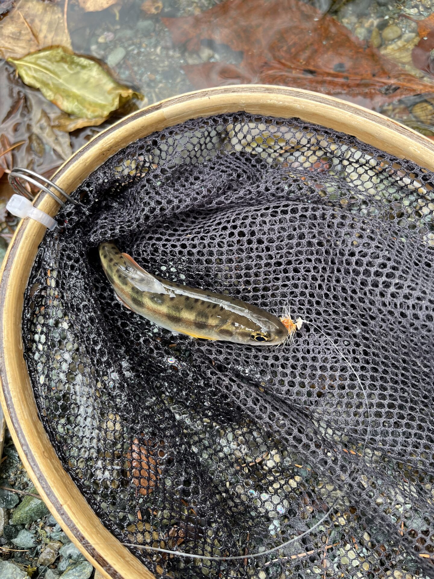 【山女魚の隠れ家。岩魚の隠れ家。】
赤久縄
2025.11.26(1)
山女魚