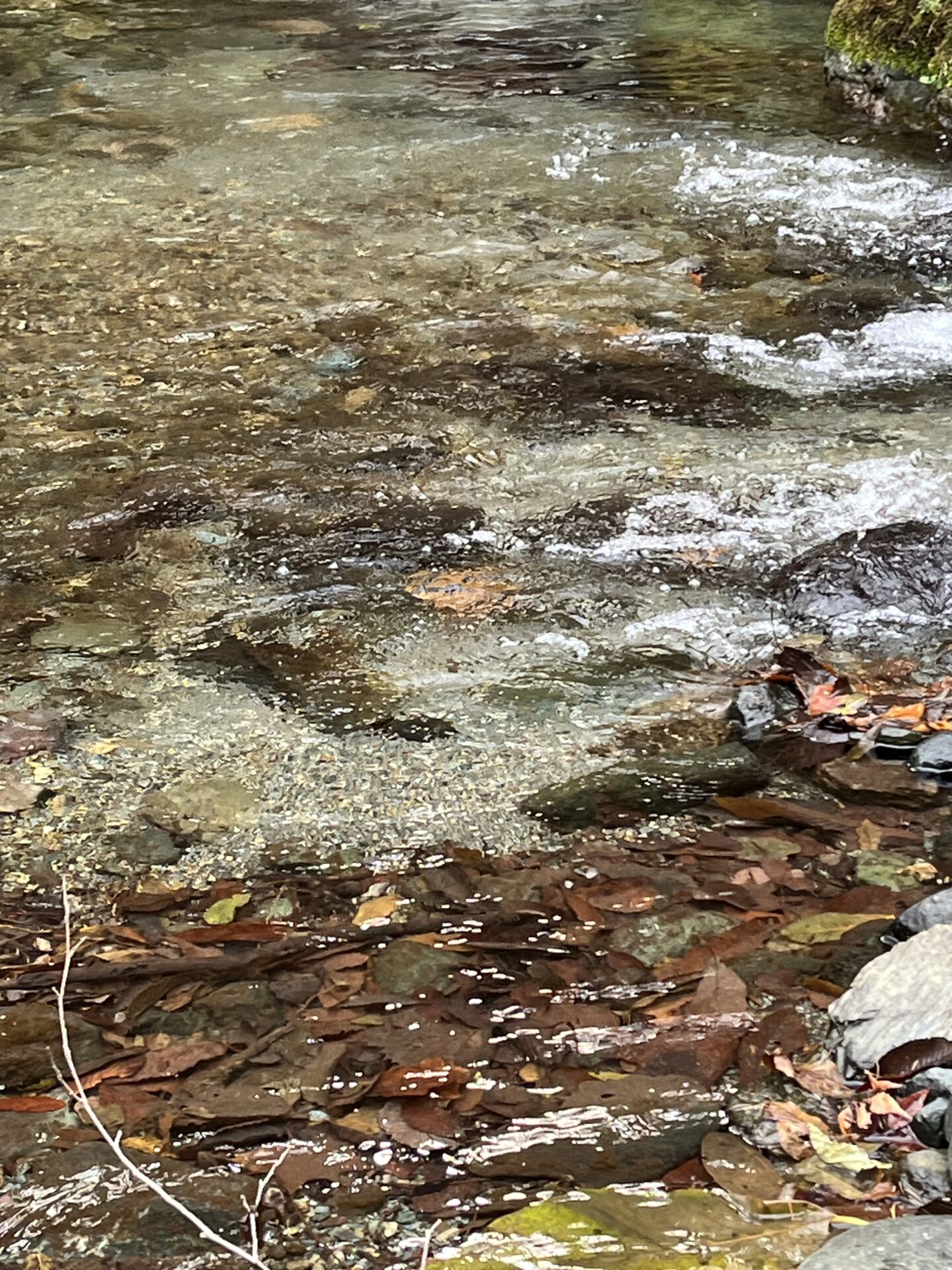 【山女魚の隠れ家。岩魚の隠れ家。】
赤久縄
2025.11.26(1)
山女魚
ポイント