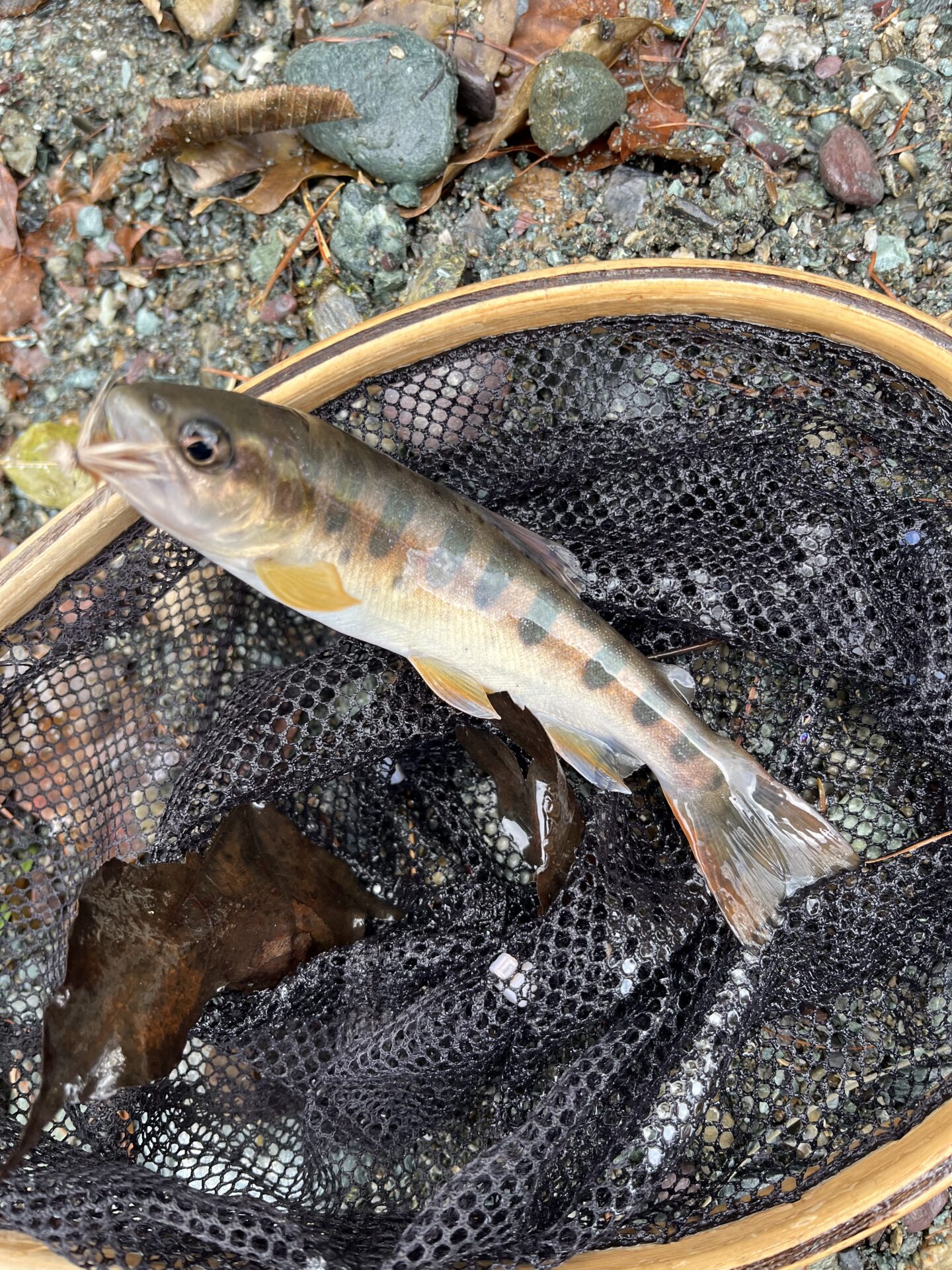 【山女魚の隠れ家。岩魚の隠れ家。】
赤久縄
2025.11.26(2)
山女魚