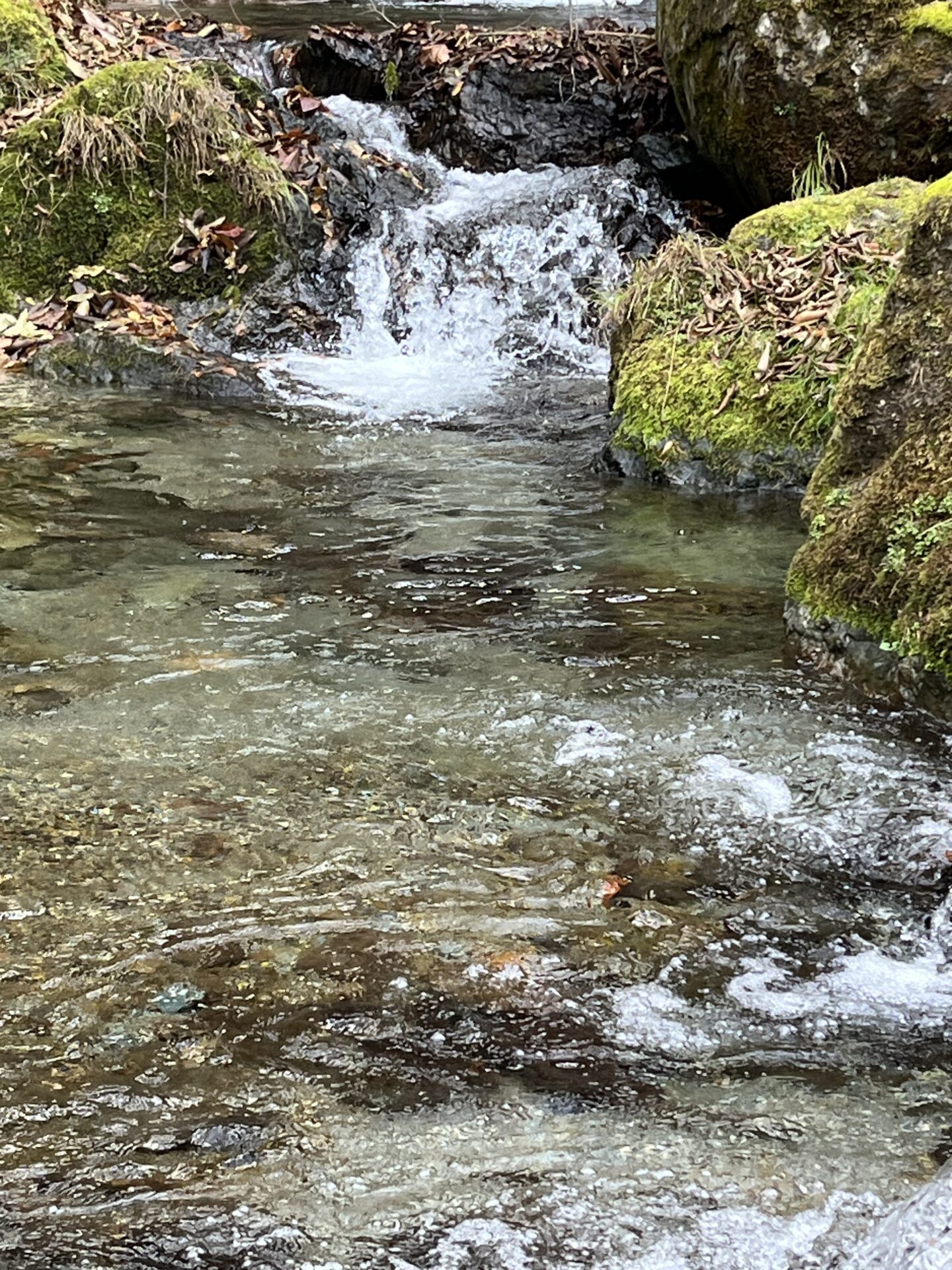 【山女魚の隠れ家。岩魚の隠れ家。】
赤久縄
2025.11.26(2)
山女魚
ポイント