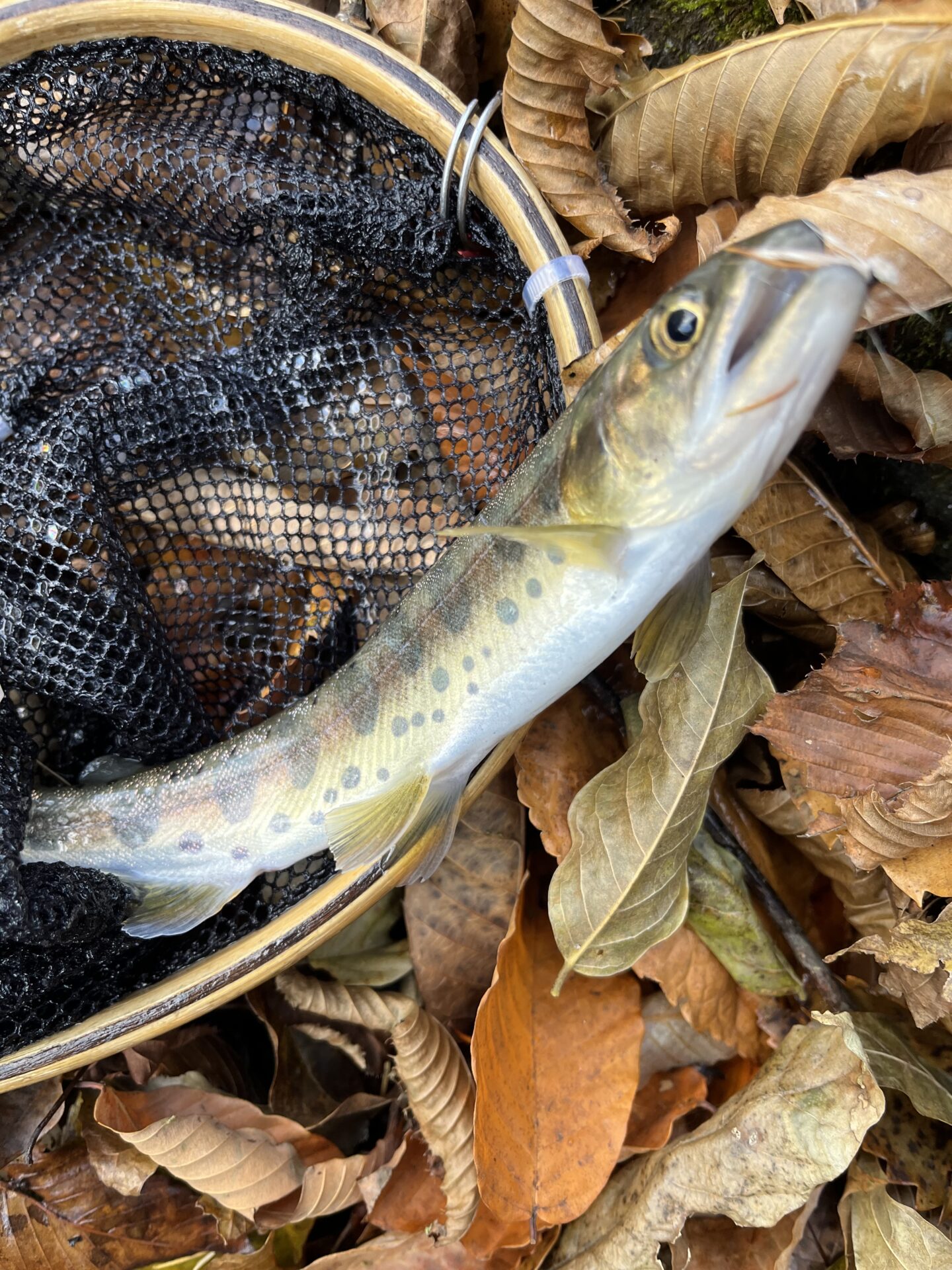 【山女魚の隠れ家。岩魚の隠れ家。】
赤久縄
2025.11.26(3)
山女魚