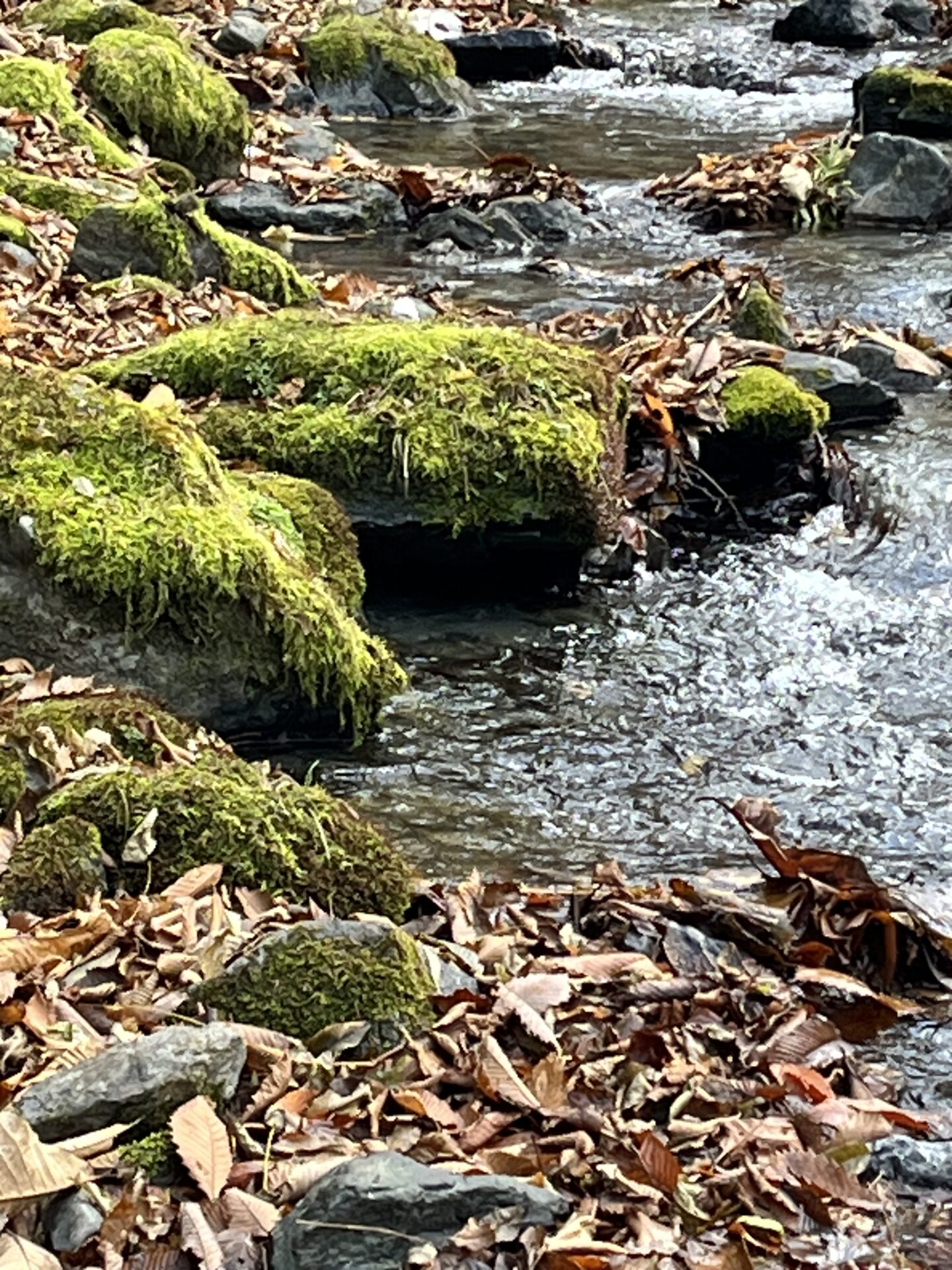 【山女魚の隠れ家。岩魚の隠れ家。】
赤久縄
2025.11.26(3)
山女魚
ポイント