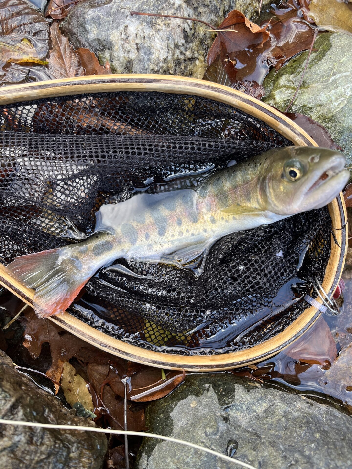 【山女魚の隠れ家。岩魚の隠れ家。】
赤久縄
2025.11.26(4)
山女魚