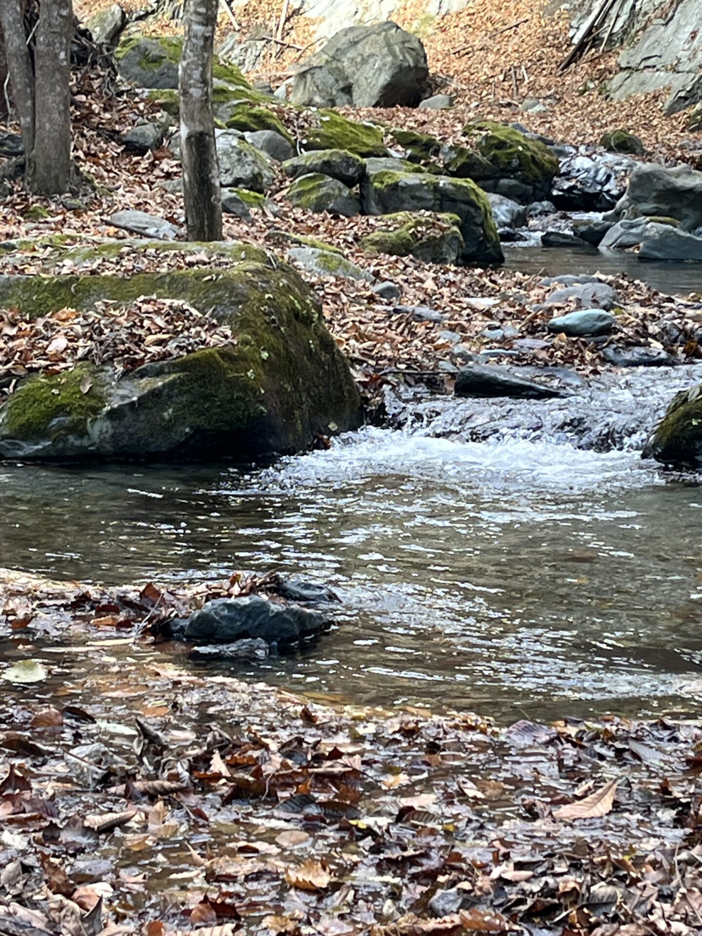 【山女魚の隠れ家。岩魚の隠れ家。】
赤久縄
2025.11.26(4)
山女魚
ポイント