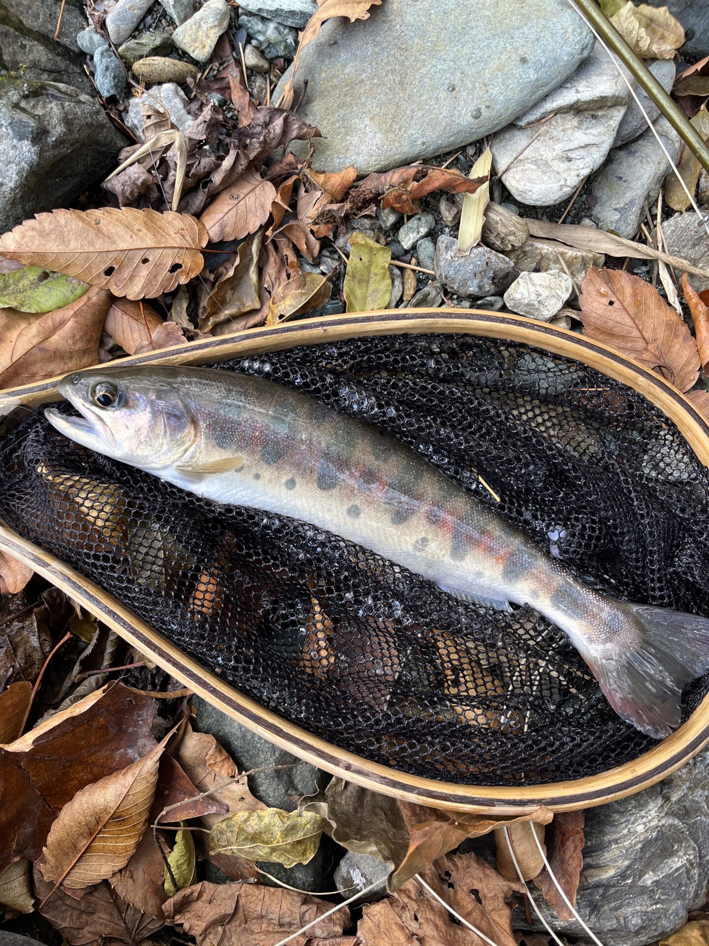 【山女魚の隠れ家。岩魚の隠れ家。】
赤久縄
2025.11.26(5)
山女魚