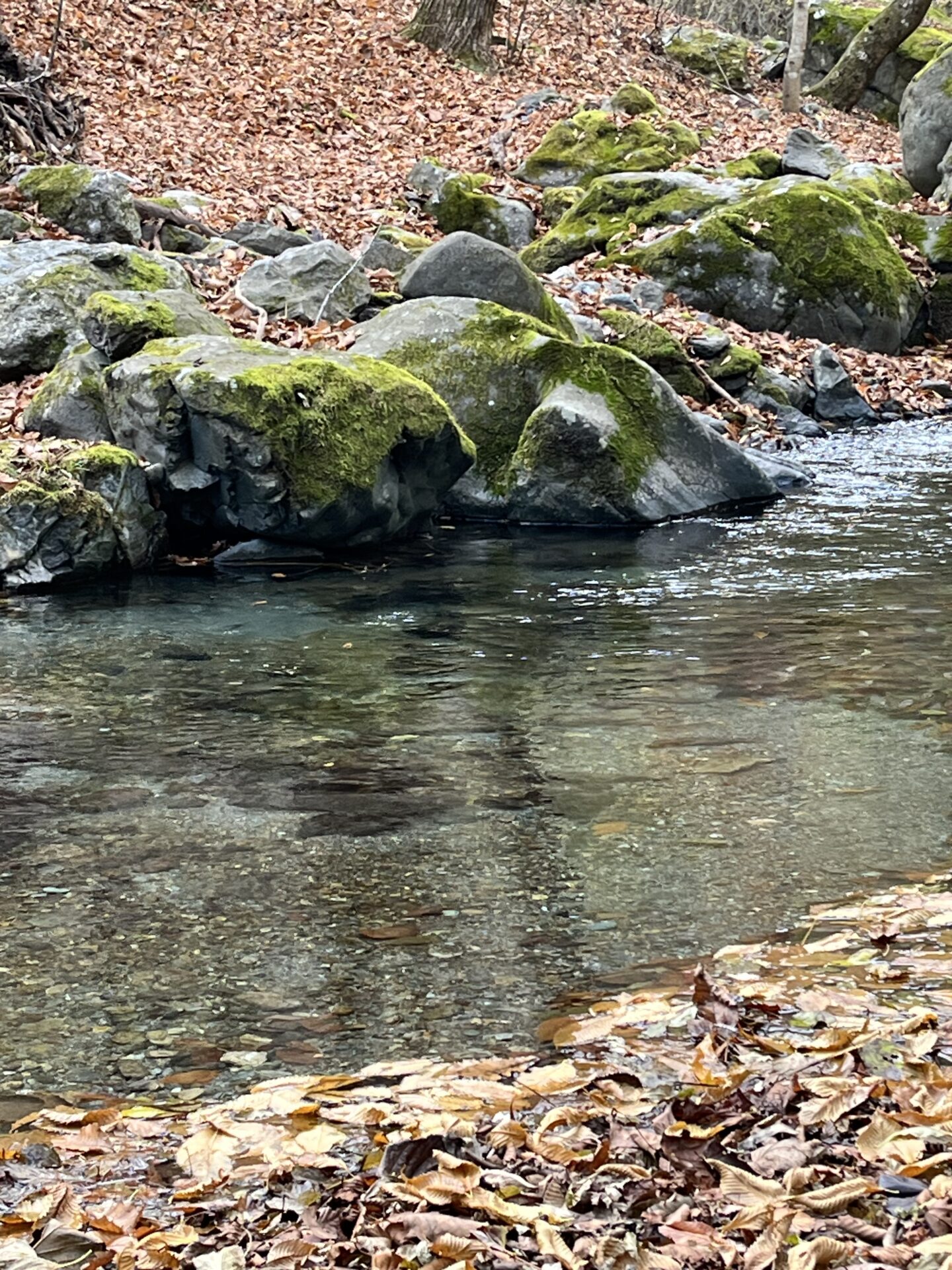 【山女魚の隠れ家。岩魚の隠れ家。】
赤久縄
2025.11.26(5)
山女魚
ポイント