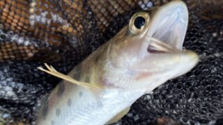 【釣果33匹山女魚29岩魚4】赤久縄2025.11.26 