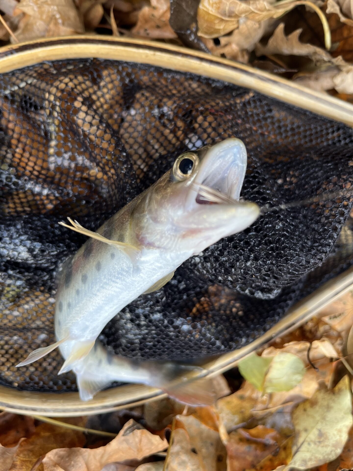 【山女魚の隠れ家。岩魚の隠れ家。】
赤久縄
2025.11.26(6)
山女魚