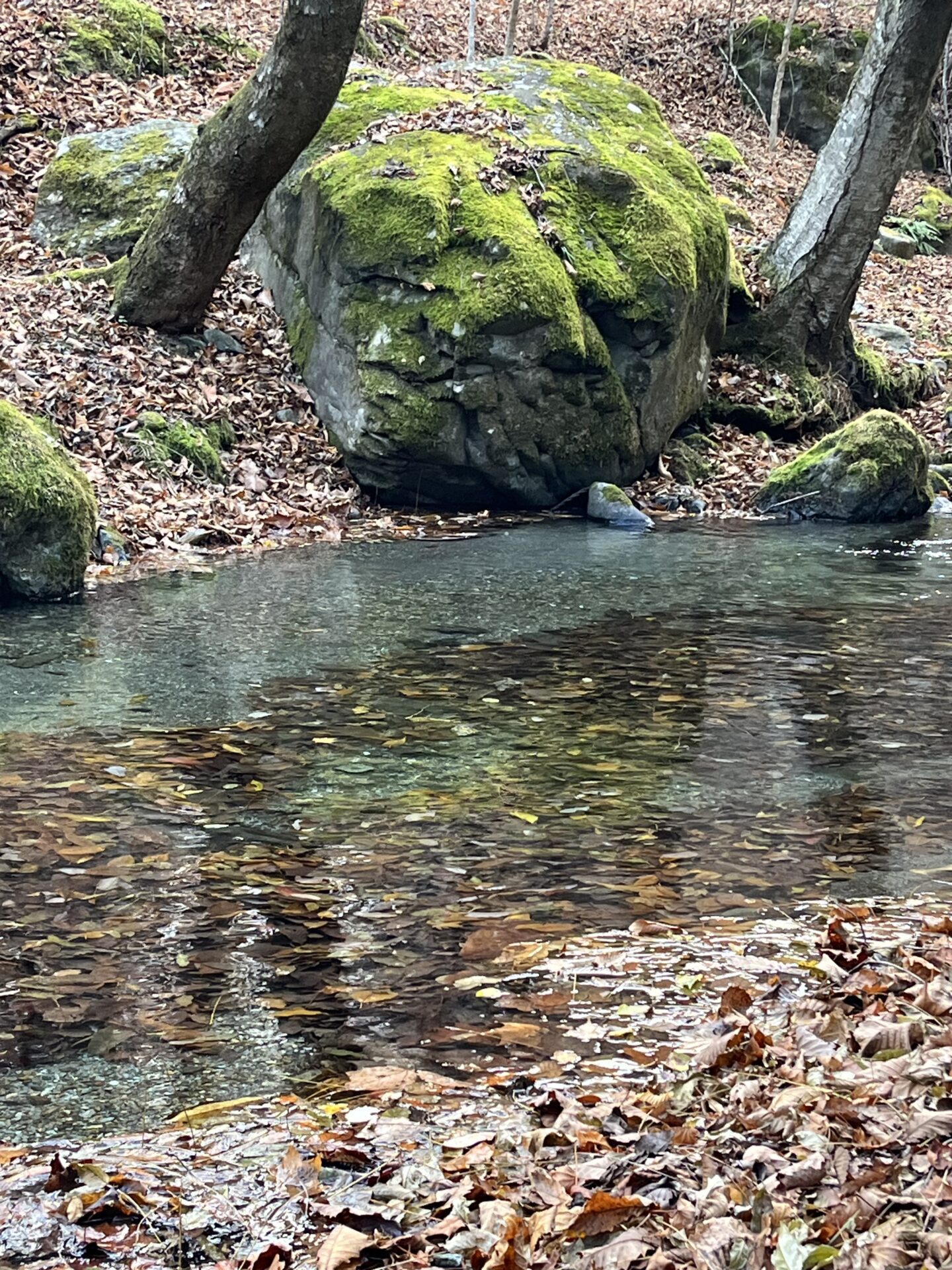 【山女魚の隠れ家。岩魚の隠れ家。】
赤久縄
2025.11.26(6)
山女魚
ポイント