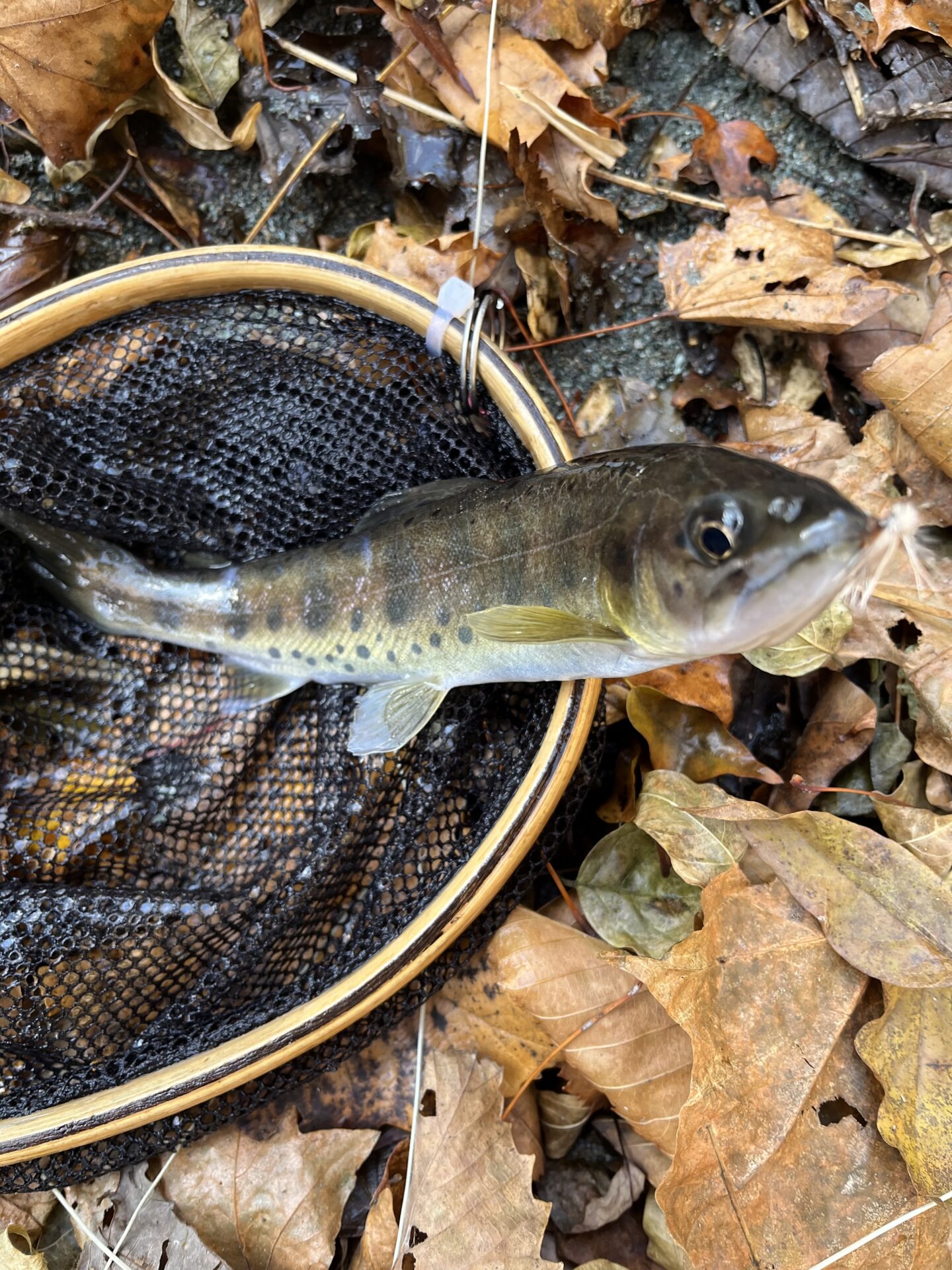 【山女魚の隠れ家。岩魚の隠れ家。】
赤久縄
2025.11.26(7)
山女魚